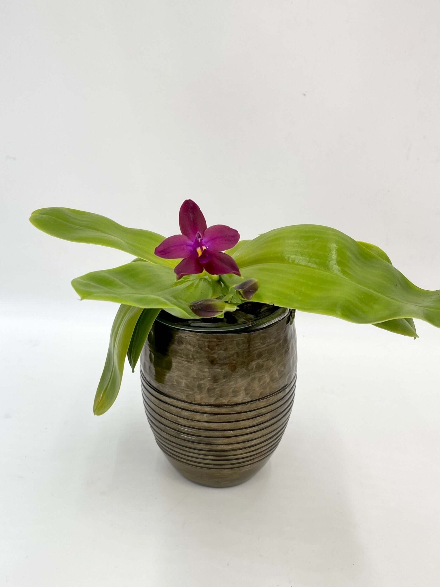 Phalaenopsis Violacea – Fragrant Orchid with Exotic Charm