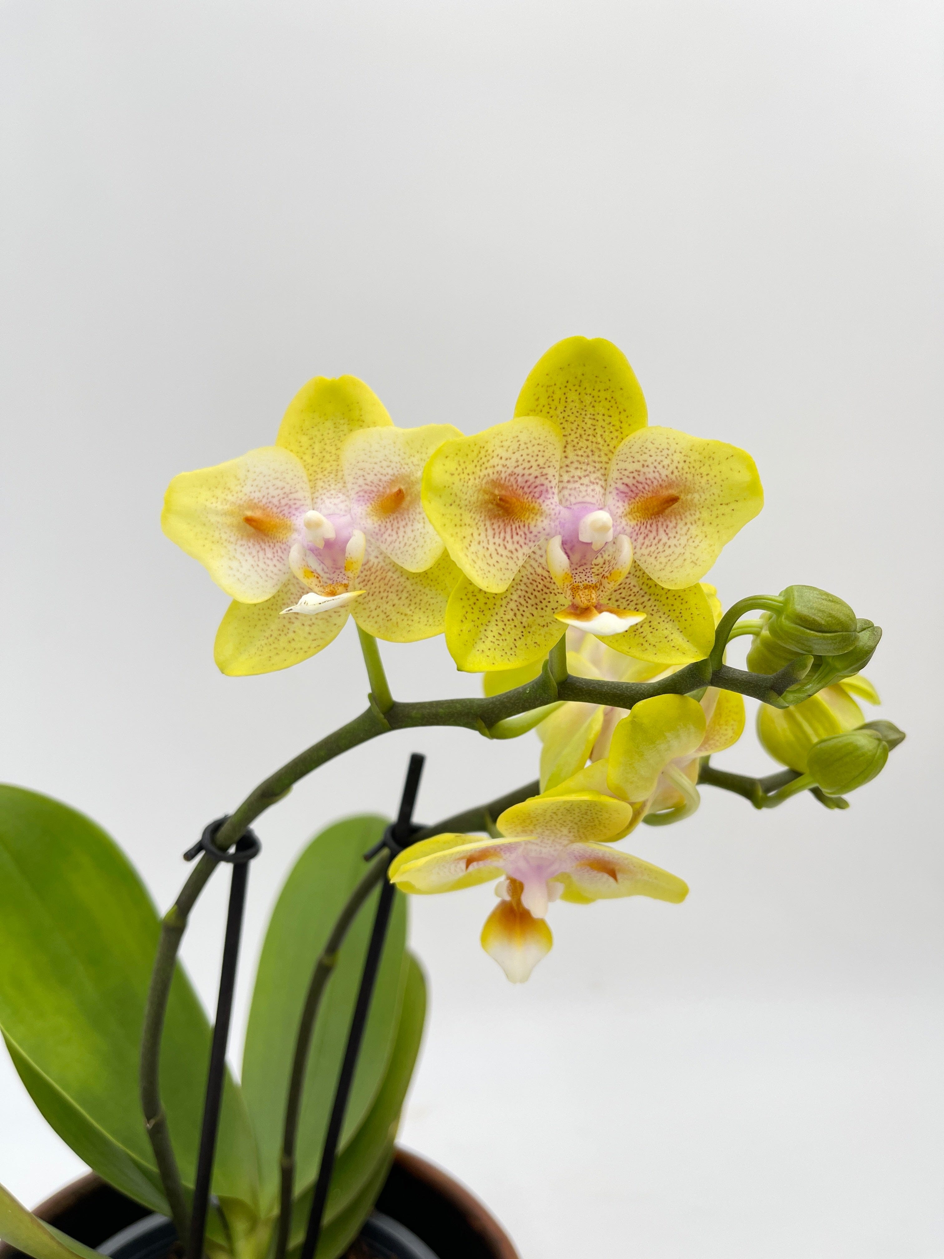 Phalaenopsis Yaphon Yellow Green Batman 'FANGtastic Peloric