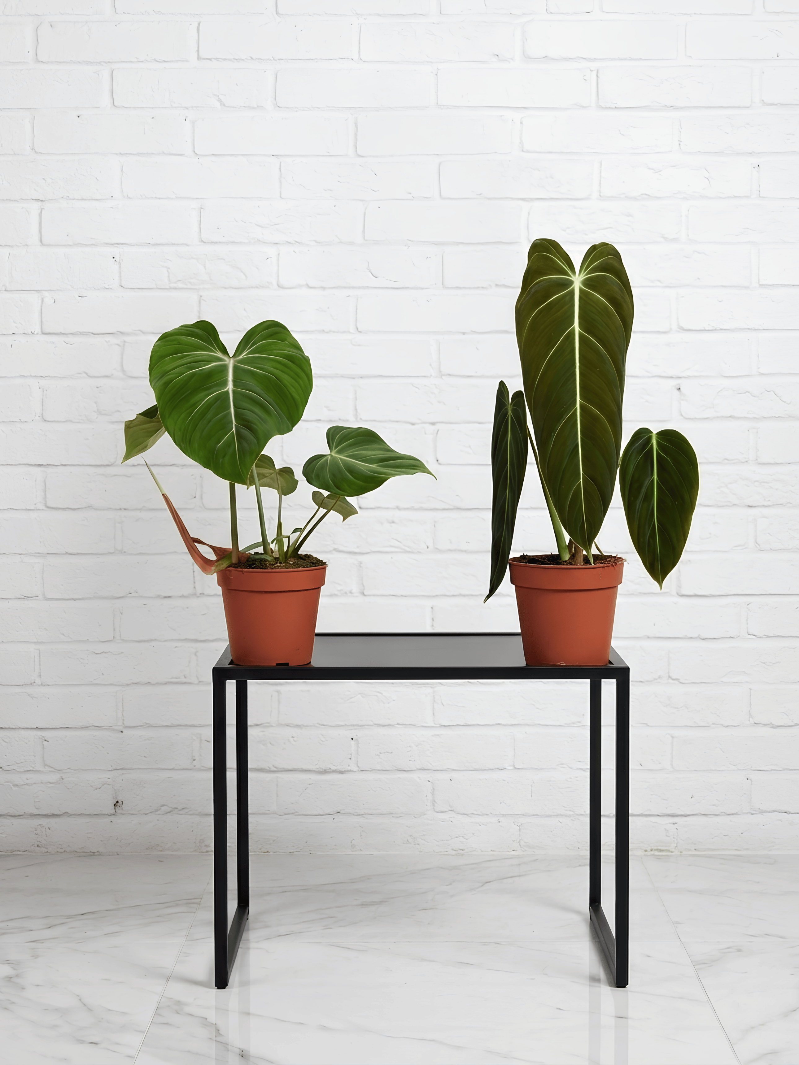 Philodendron Gloriosum & Philodendron Melanochrysum | Rare Plant Bundle