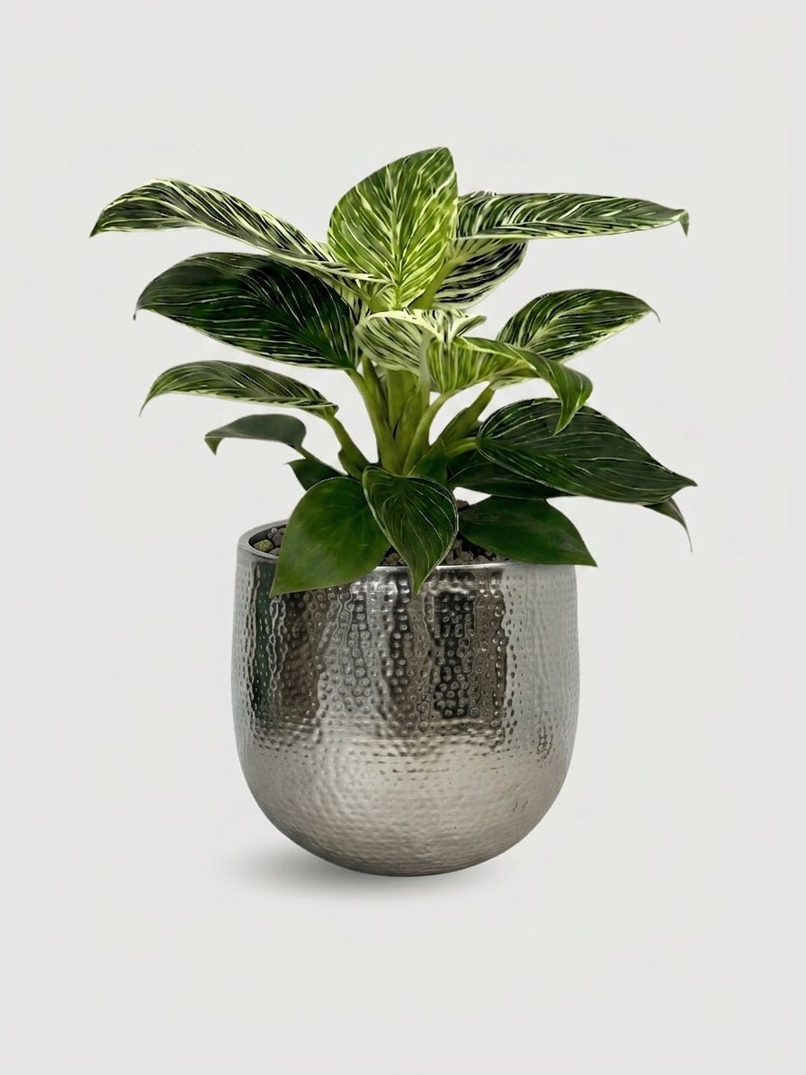 Philodendron Birkin in Silver Metal Pot, Plant & Pot Bundle - Rebel Plants