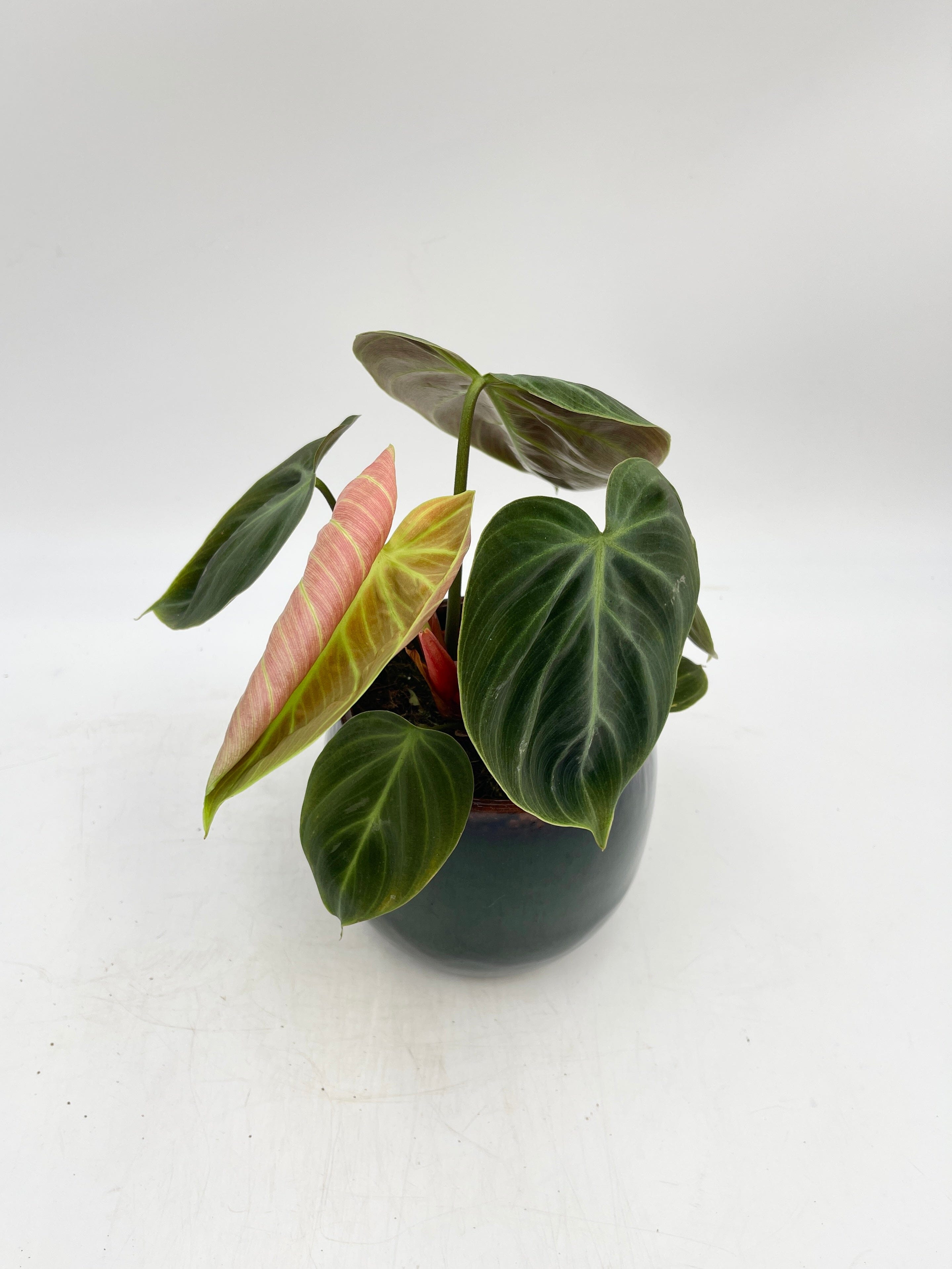 Philodendron El Choco Red