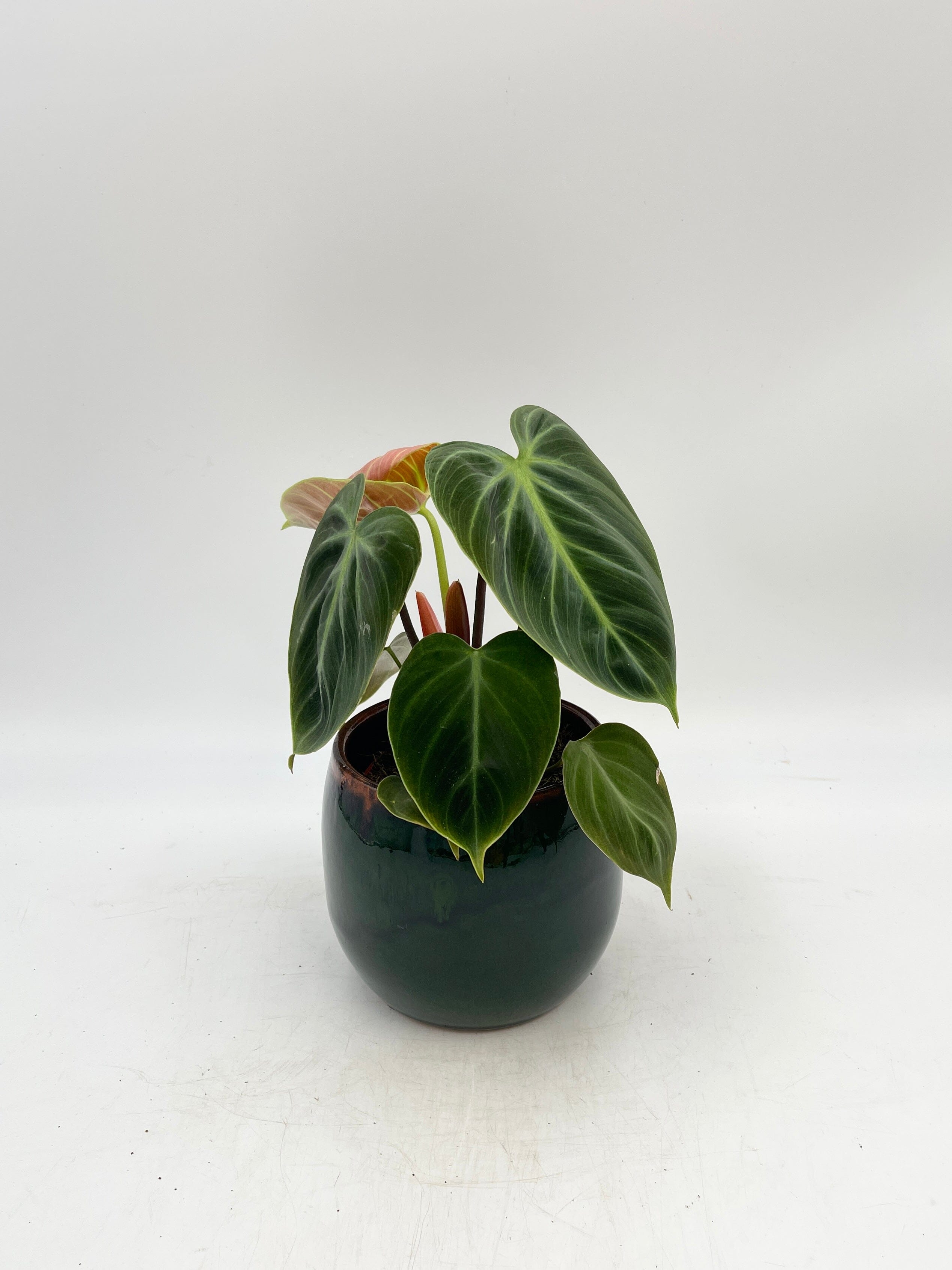 Philodendron El Choco Red