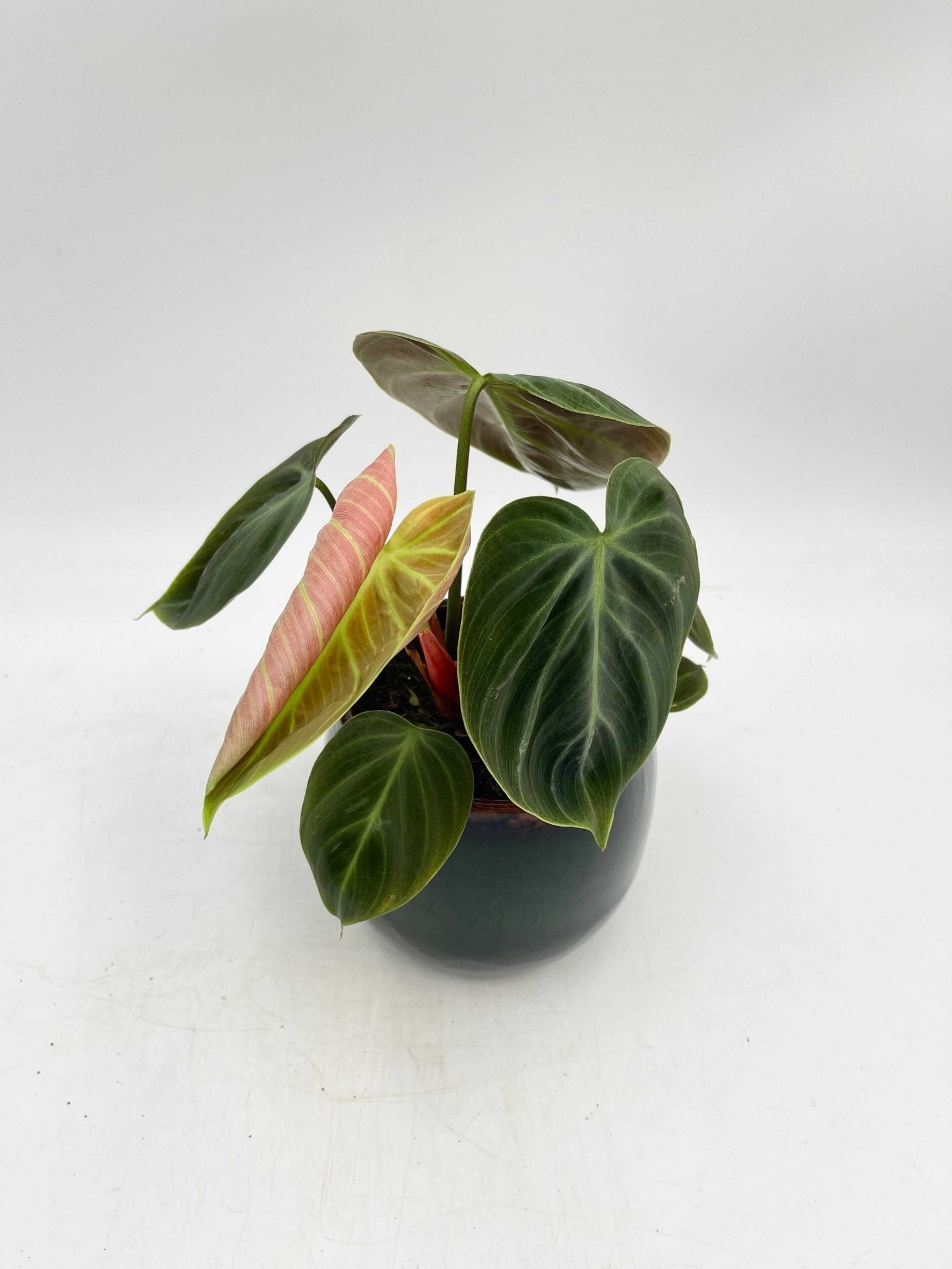 Philodendron El Choco Red, Rare Houseplant