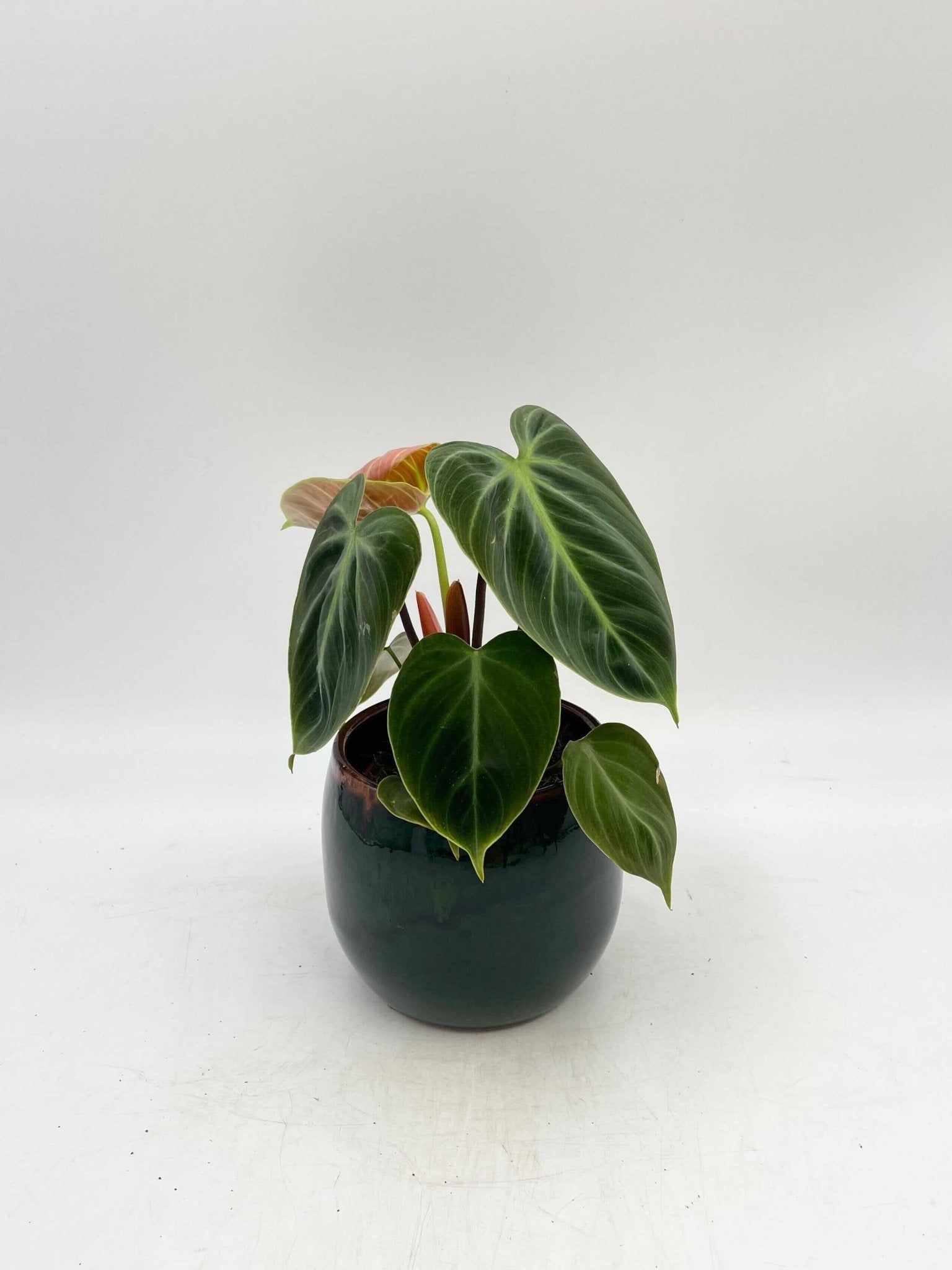 Philodendron El Choco Red, Rare Houseplant