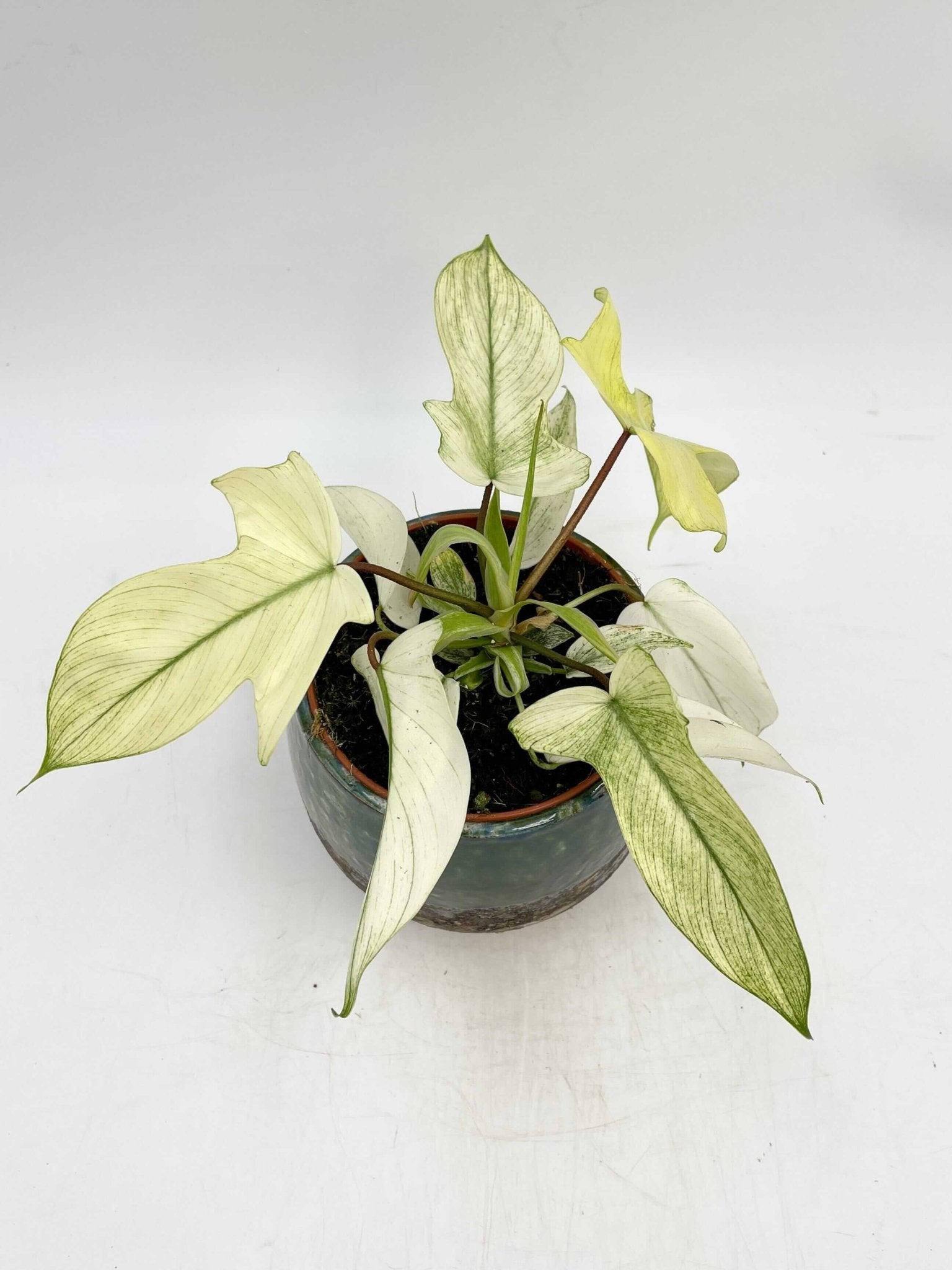 Philodendron Florida Ghost