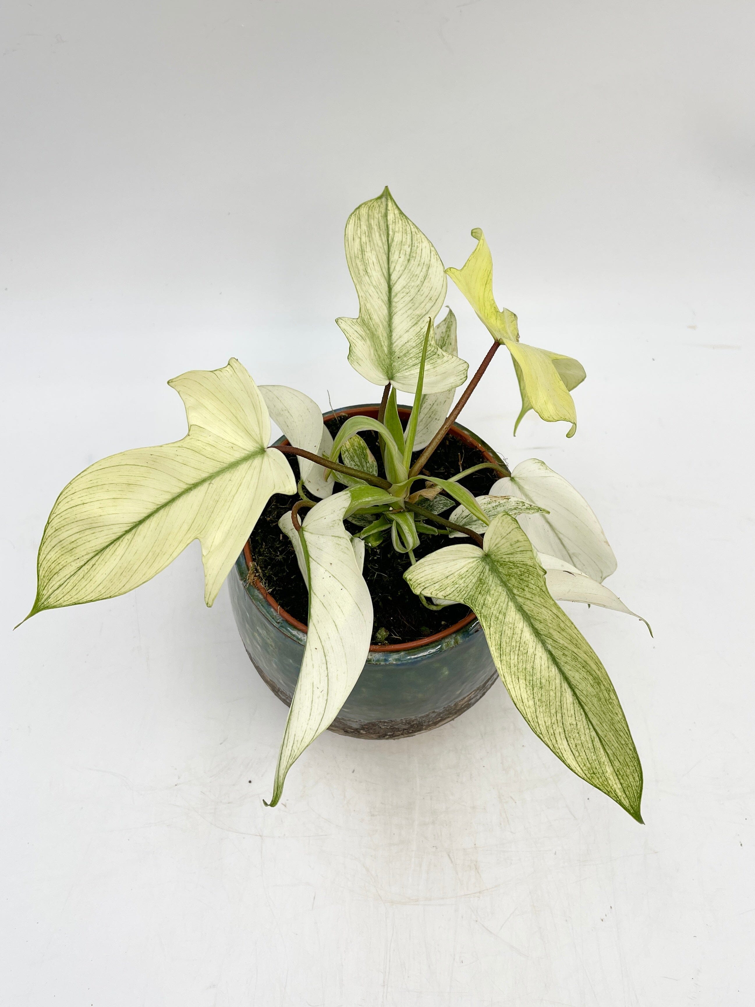 Philodendron Florida Ghost