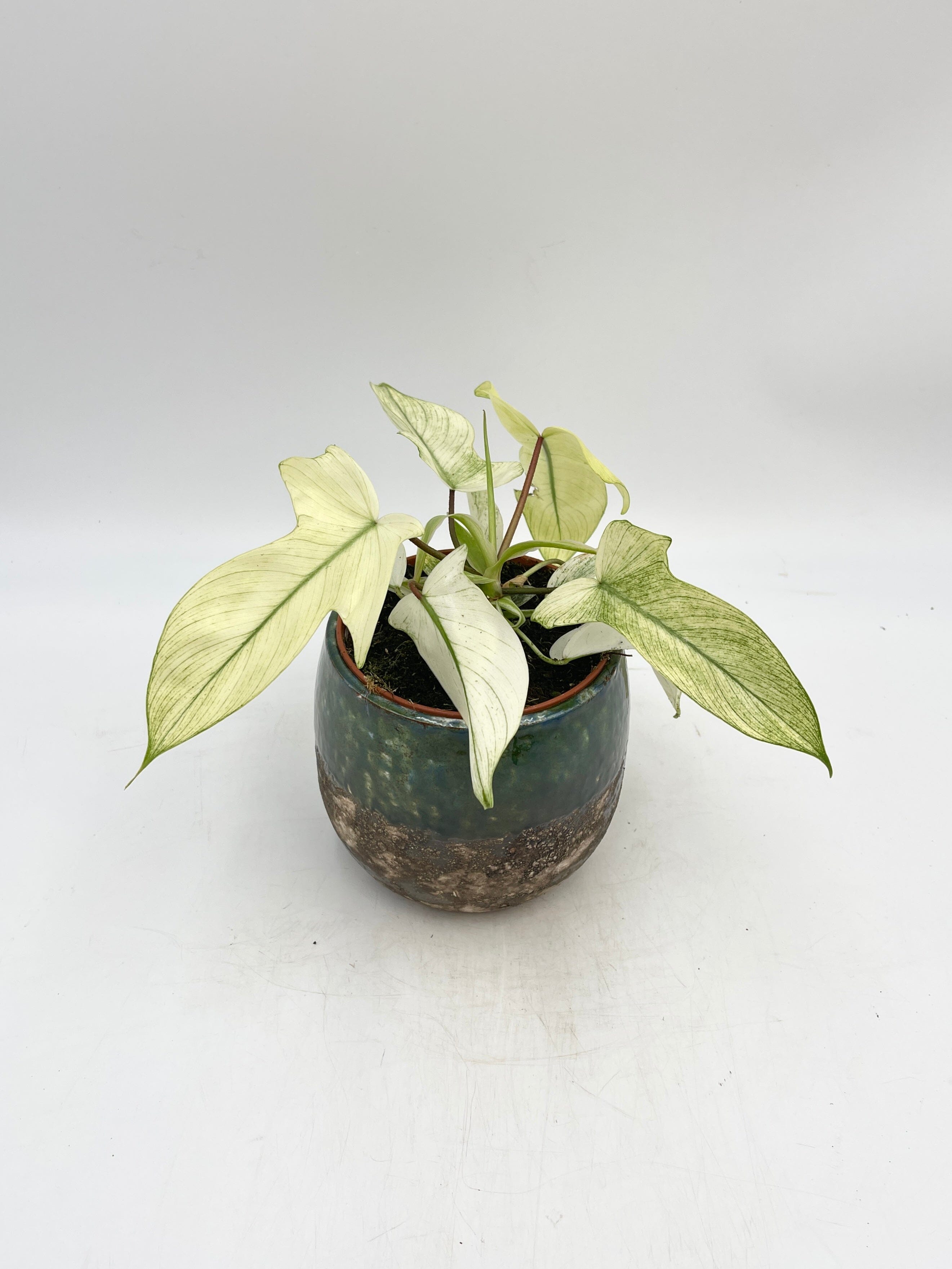 Philodendron Florida Ghost