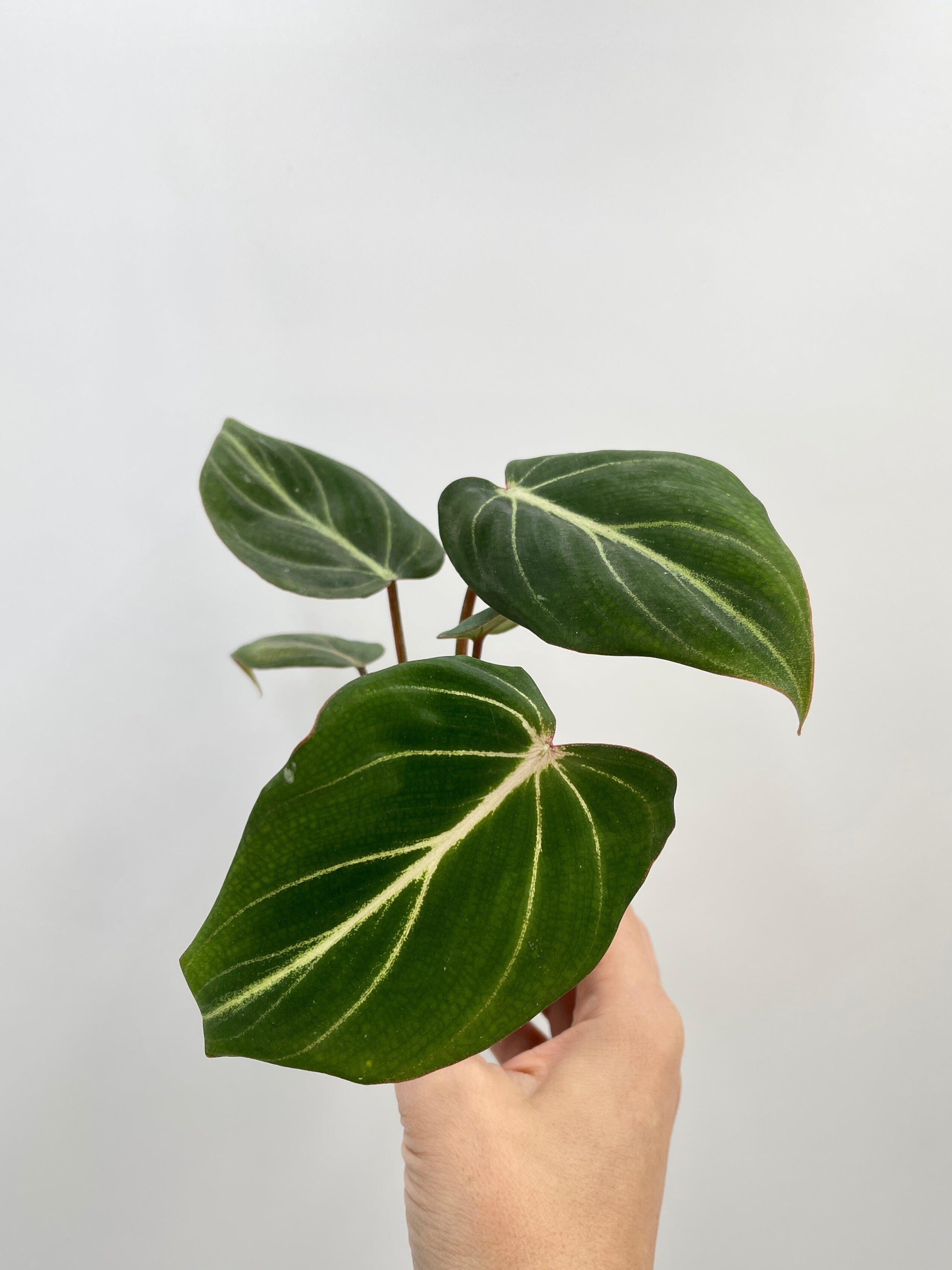 Philodendron Gloriosum