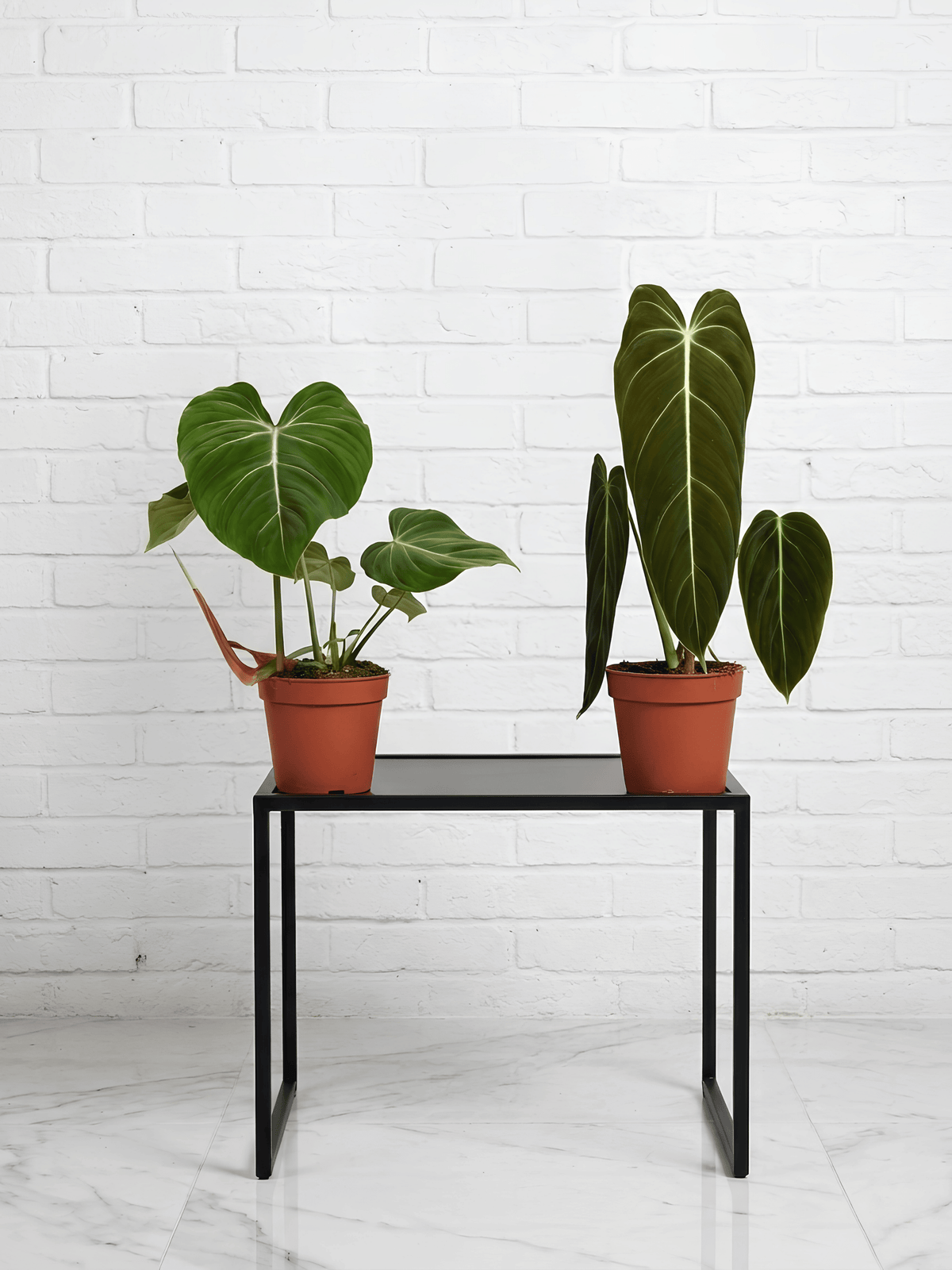 Philodendron Gloriosum & Philodendron Melanochrysum | Rare Plant Bundle - Rebel Plants