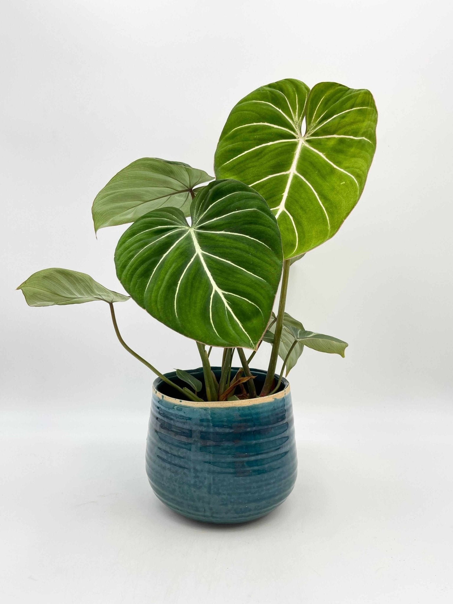 Philodendron Gloriosum, Rare Plant