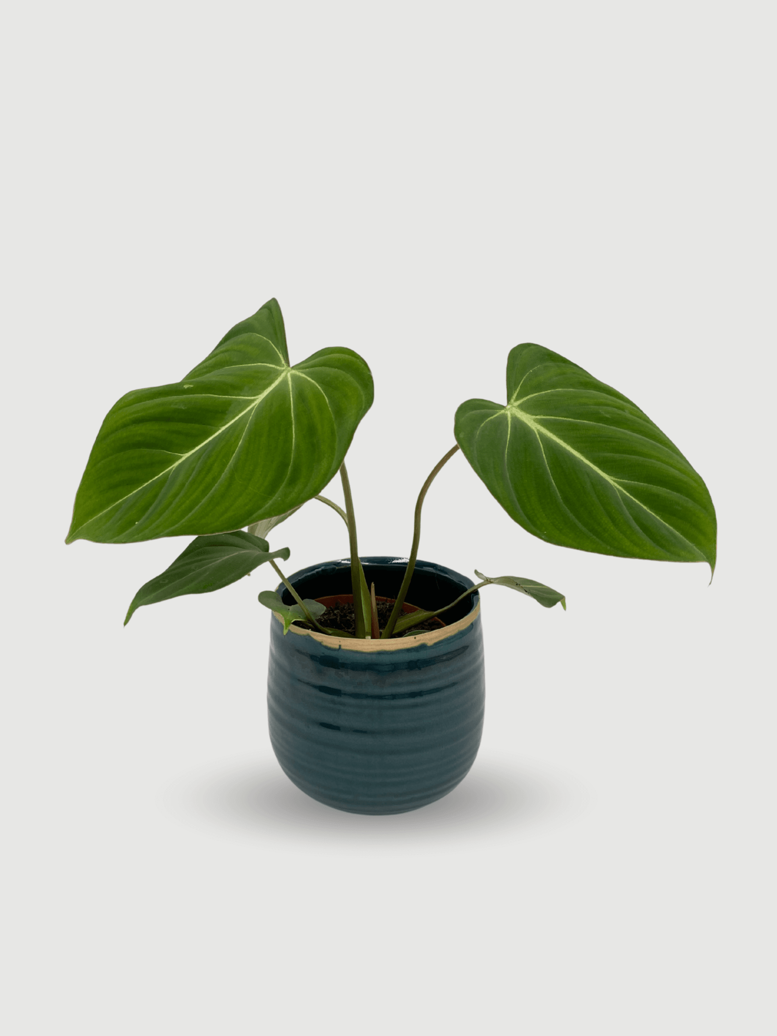 Philodendron_Gloriosum__Rare_Tropical_Houseplant__Unique_Indoor_Statement_Plant