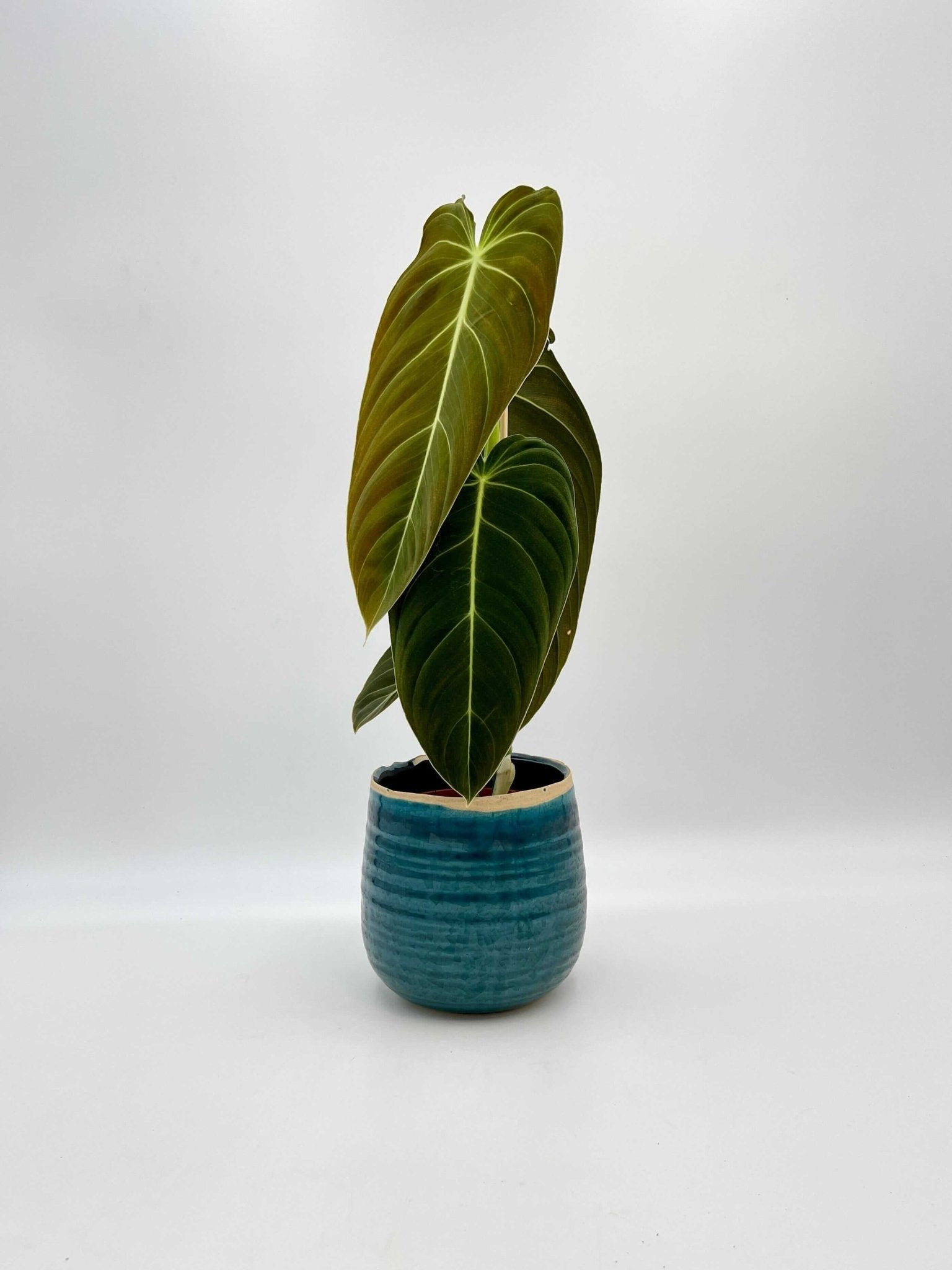 Rare Philodendron Melanochrysum - Large Leaves