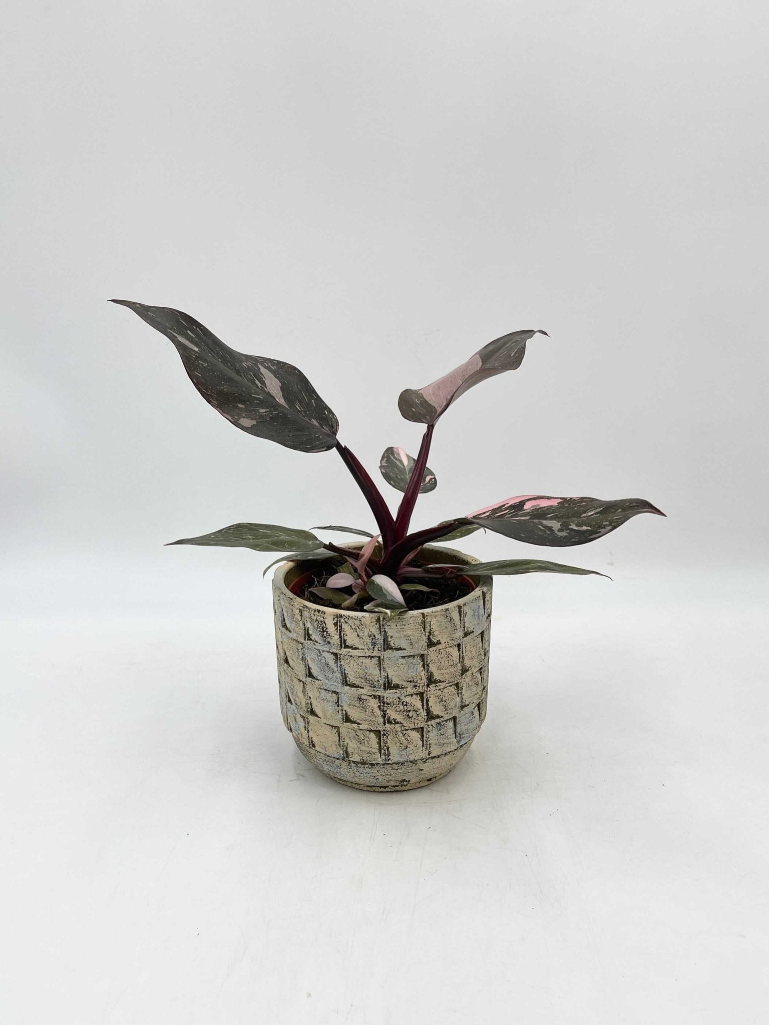 Philodendron Pink Princess Marble, Rare Houseplant