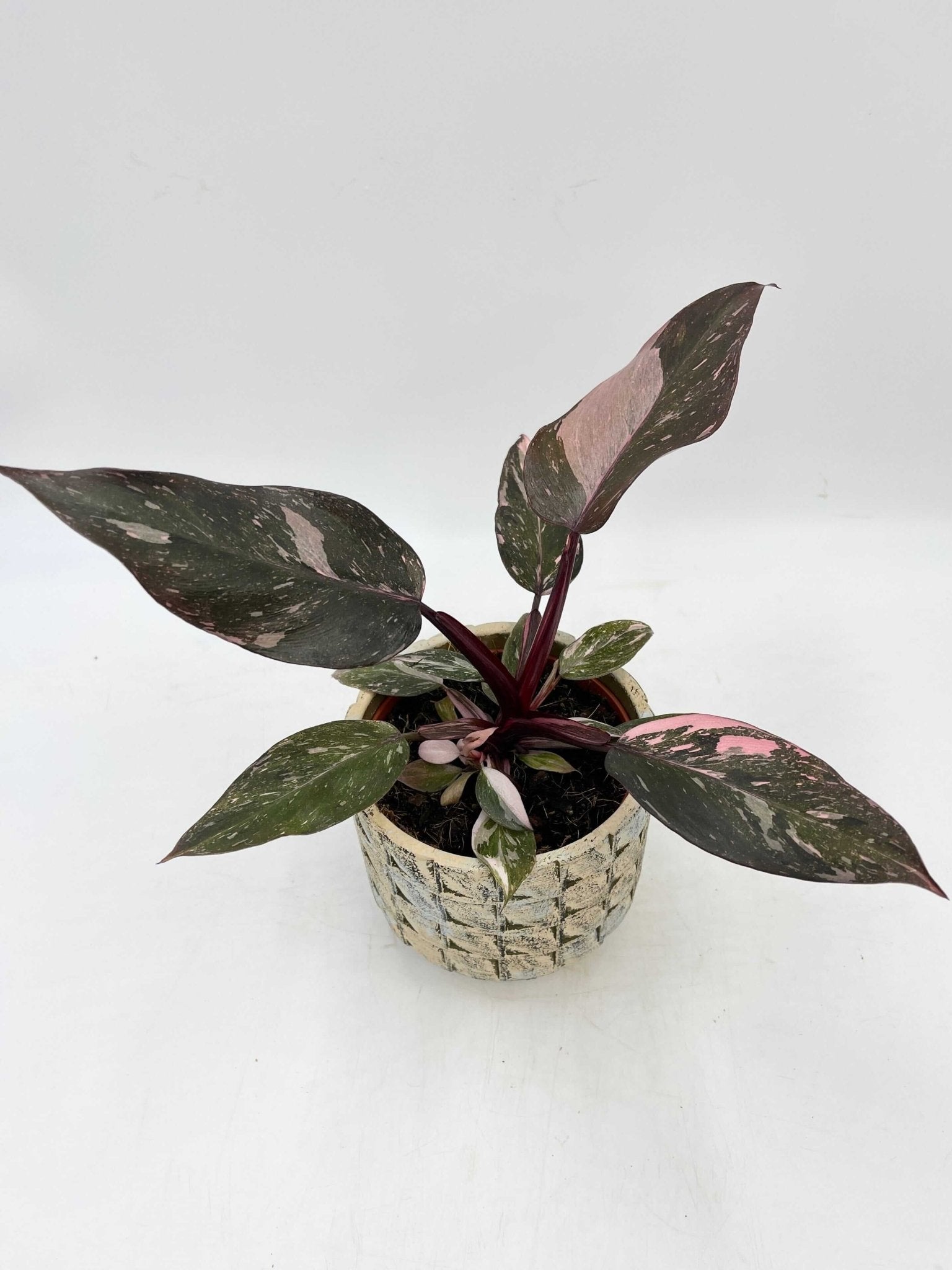 Philodendron Pink Princess 'Marble', Rare Houseplant