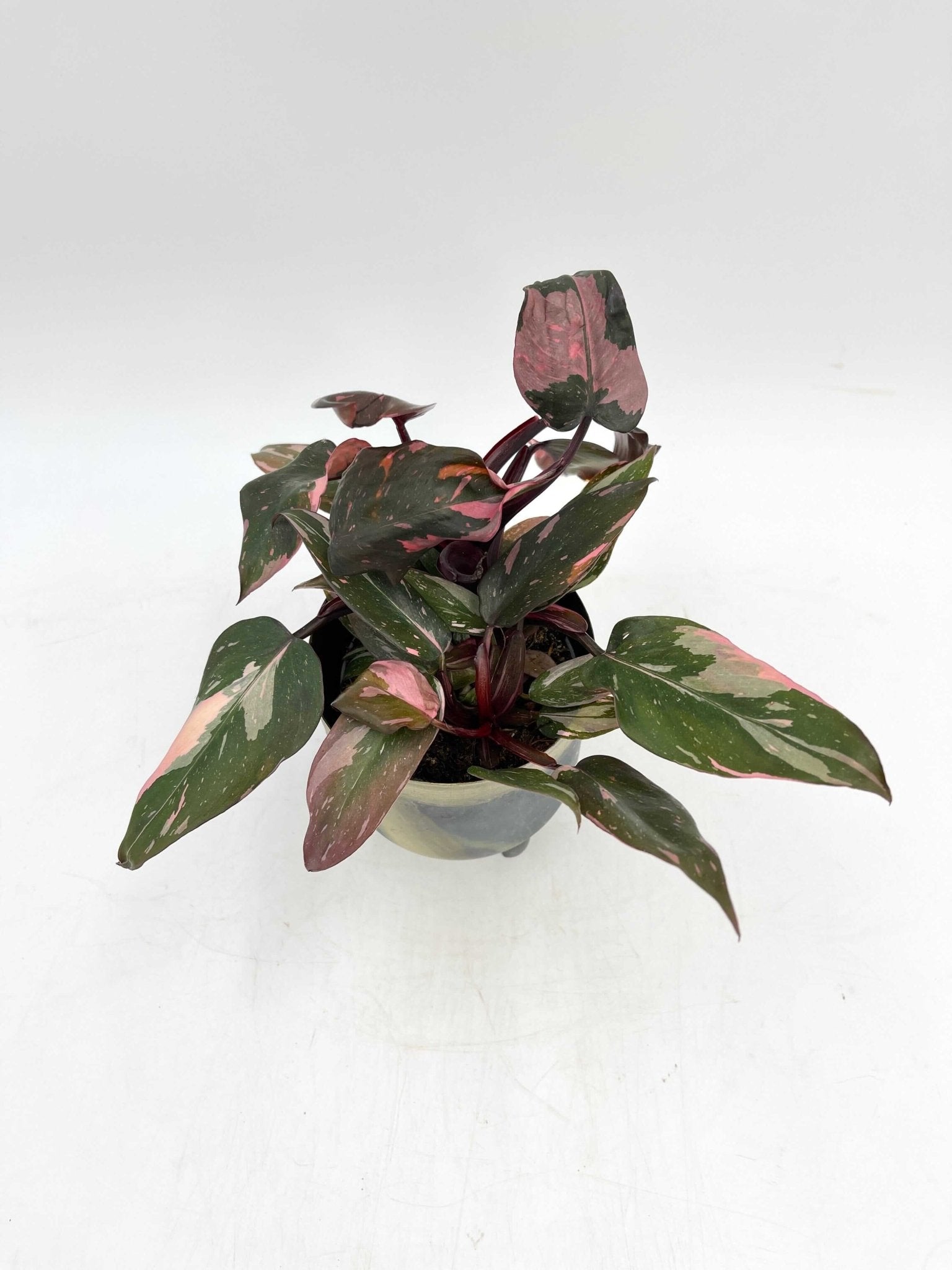 Philodendron Pink Princess 'Marble', Rare Houseplant