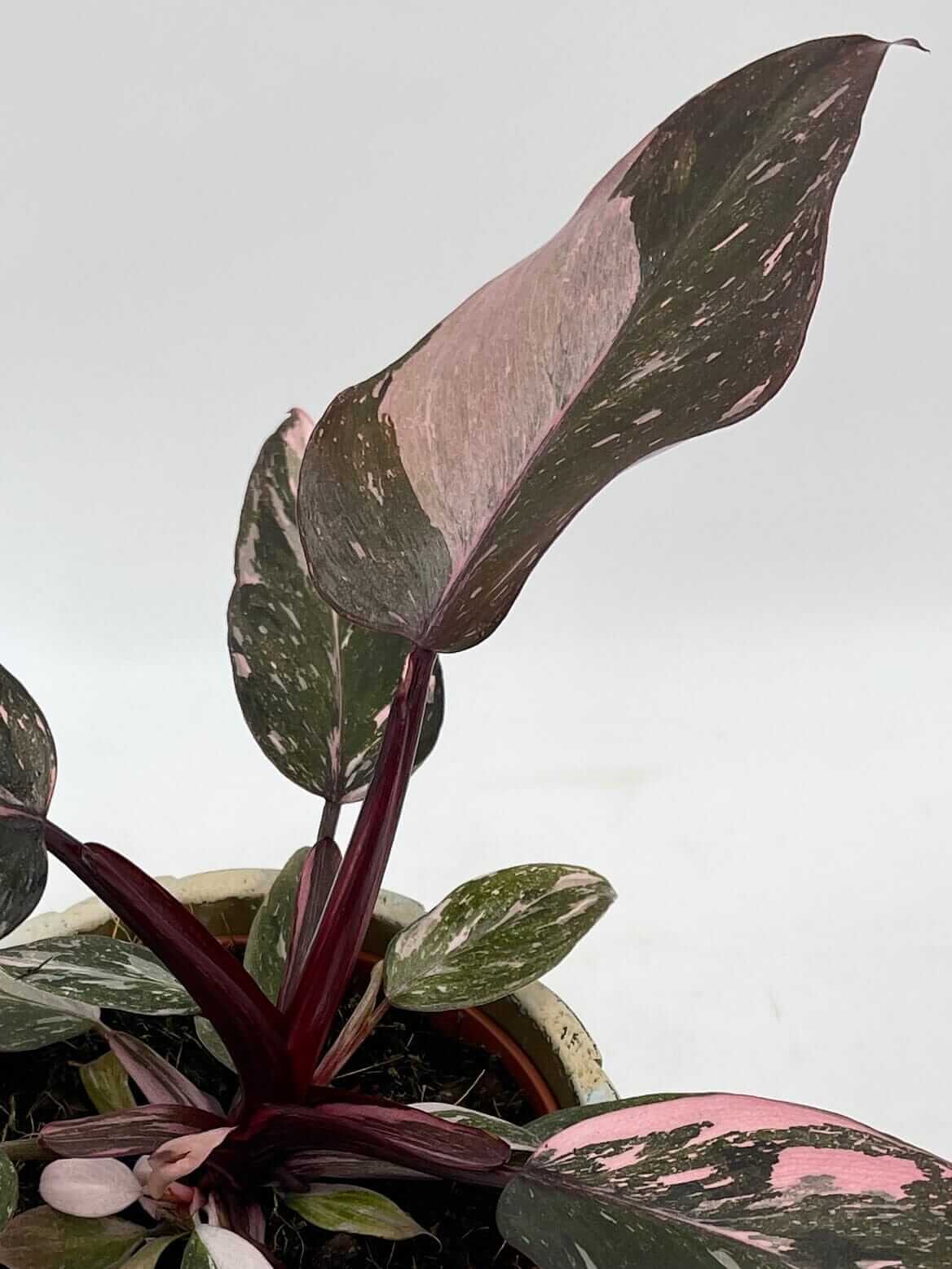 Philodendron Pink Princess Marble, Rare Houseplant