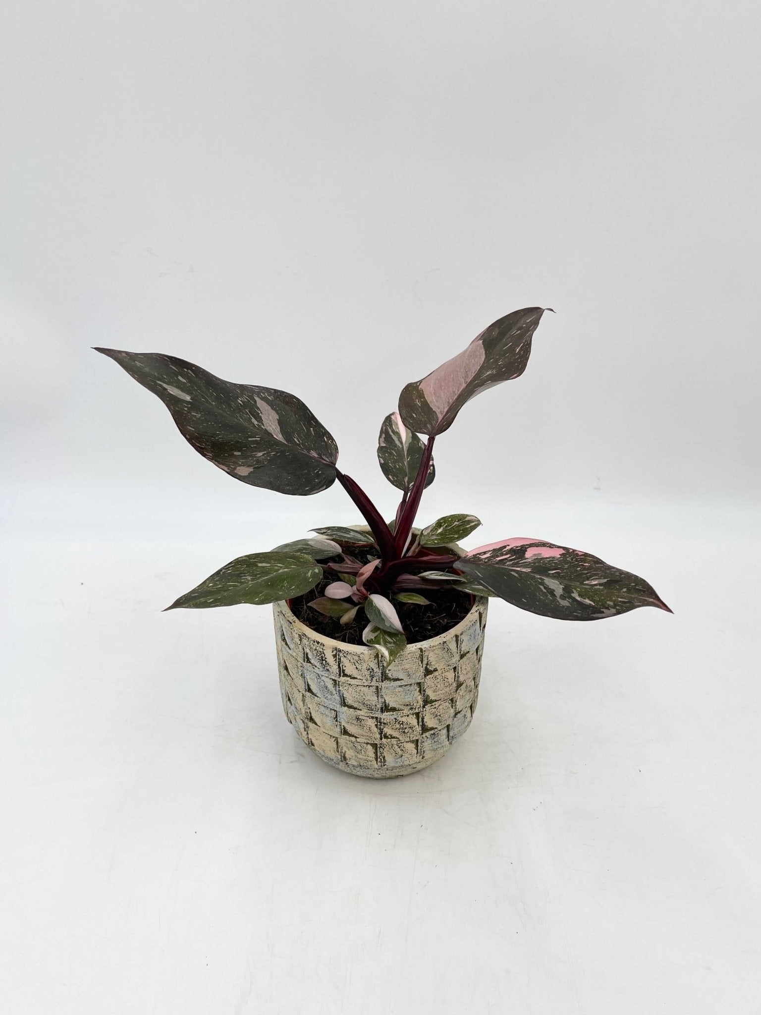 Philodendron Pink Princess 'Marble', Rare Houseplant