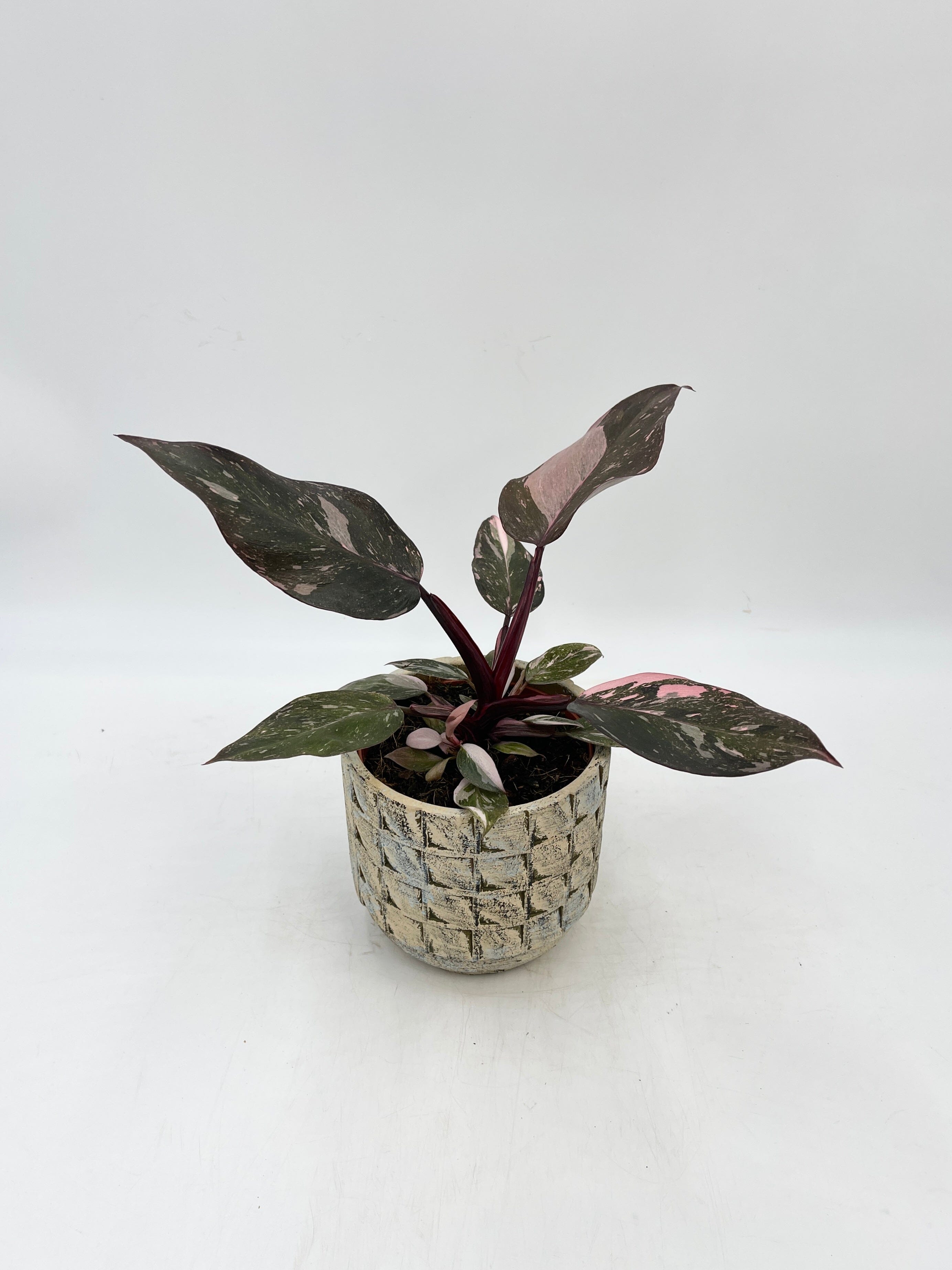 Philodendron Pink Princess 'Marble'