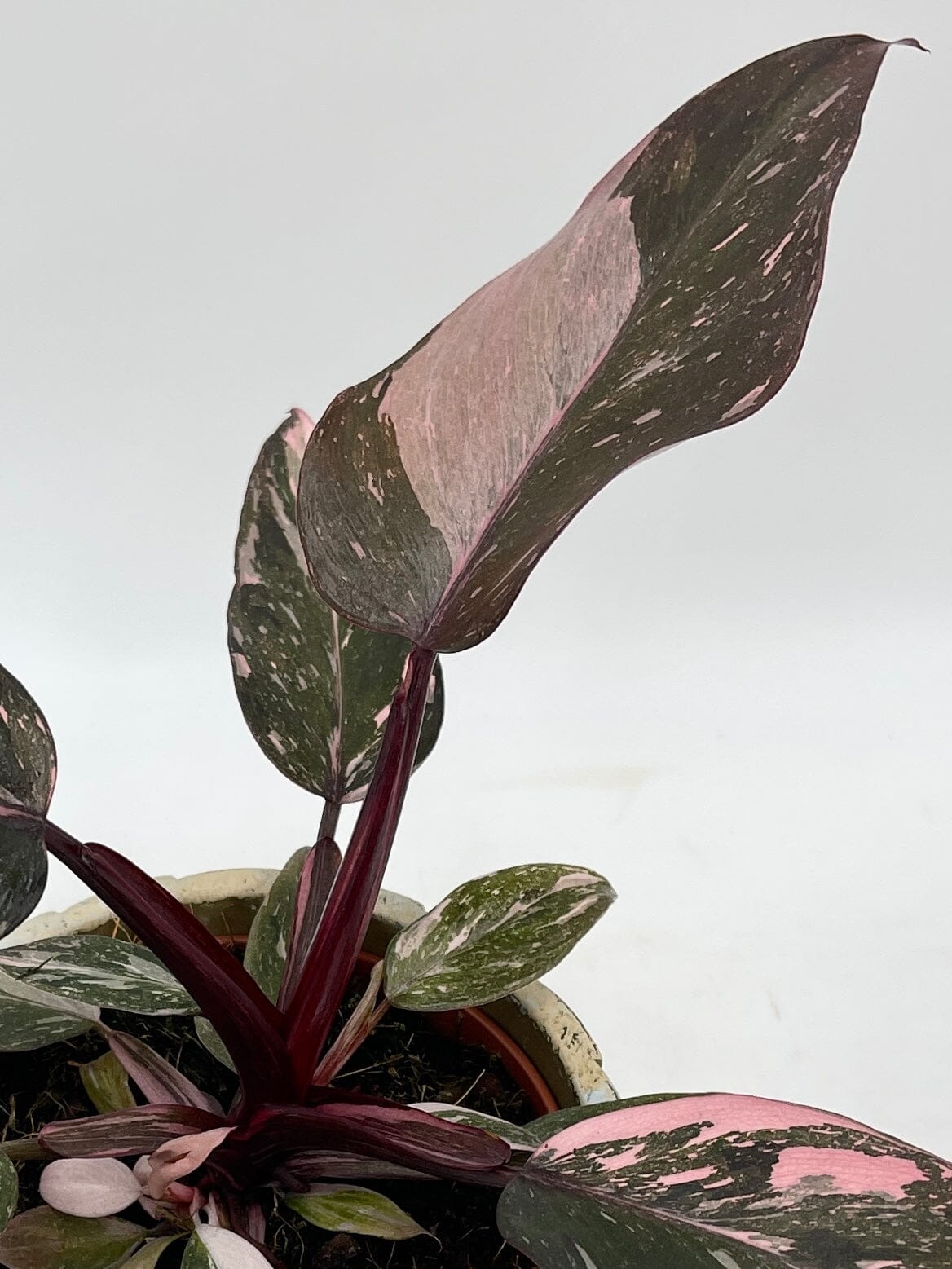 Philodendron Pink Princess 'Marble'