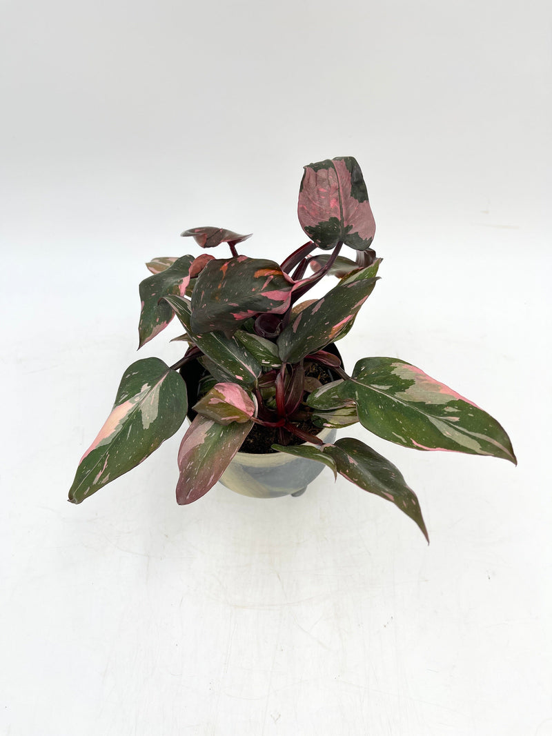 Philodendron Pink Princess 'Marble'