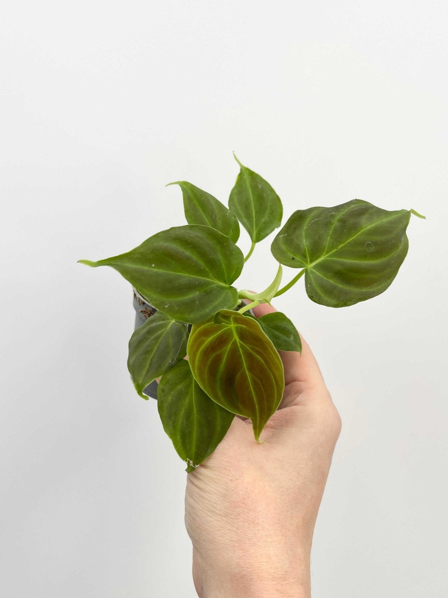 philodendron incensi Philodendron Verrucosum Incensi