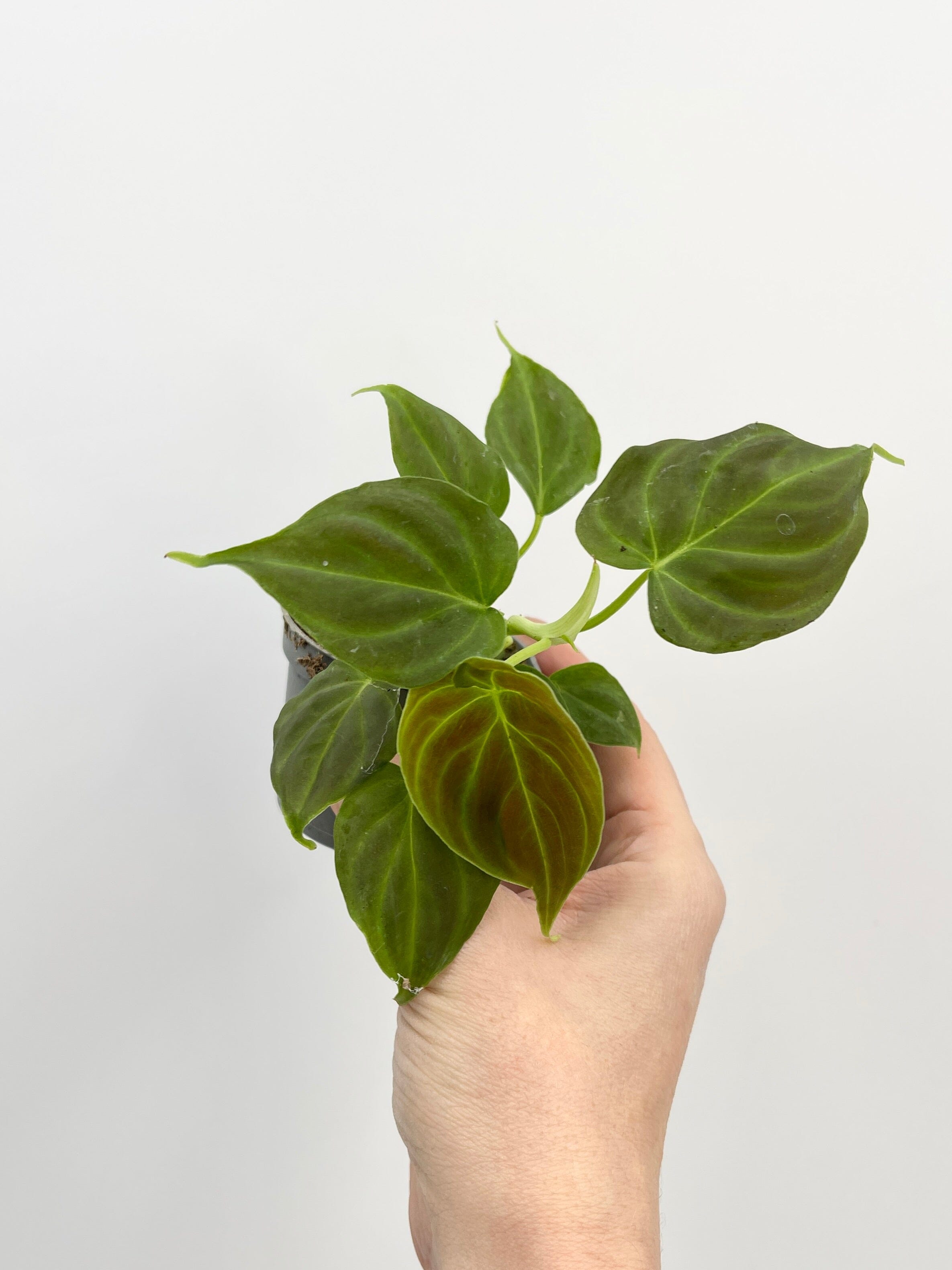 Philodendron Verrucosum Incensi