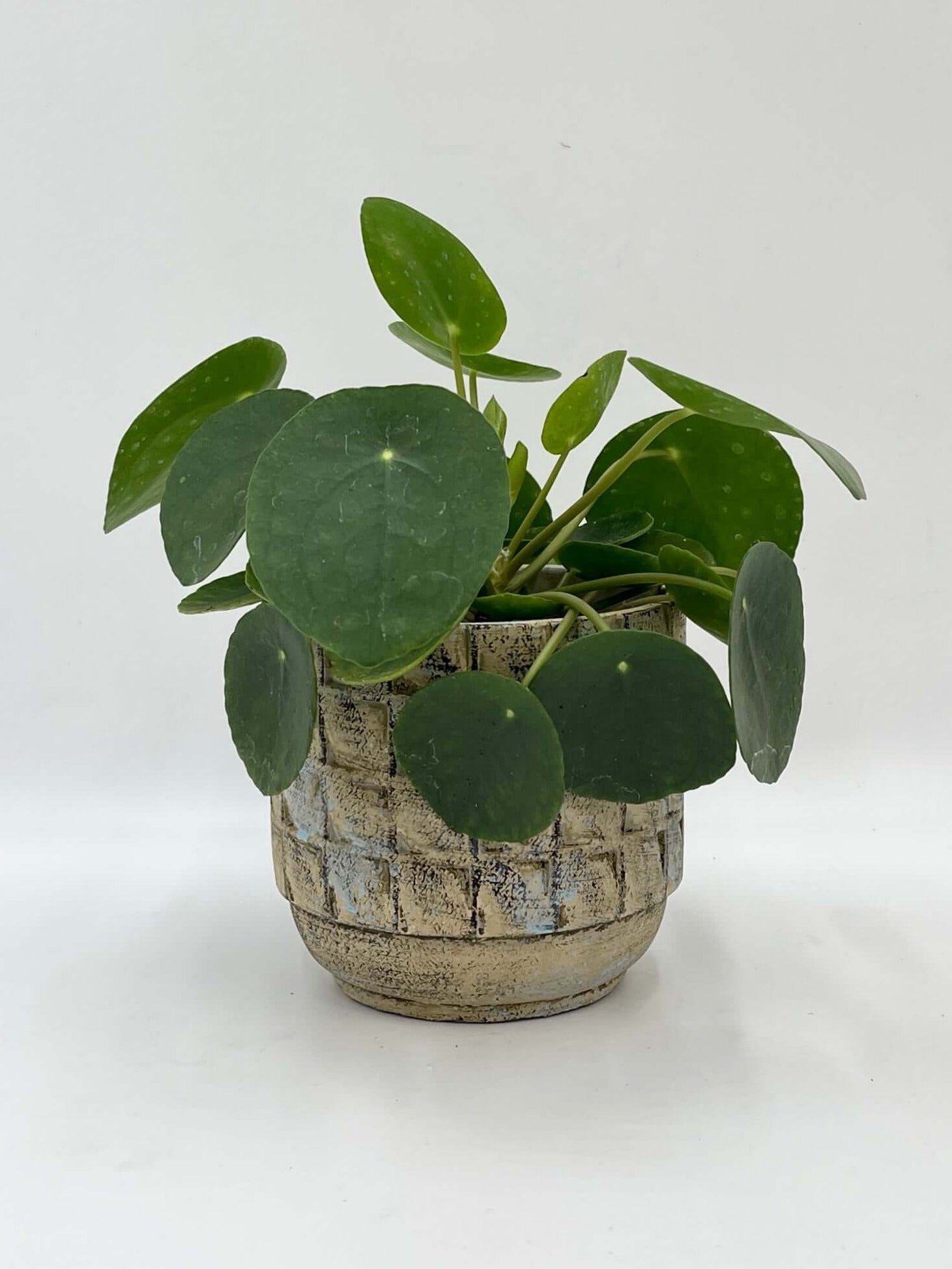 Pilea Peperomioides, Chinese Money Plant, Pancake Plant, Easy Care, Pet Safe Houseplant