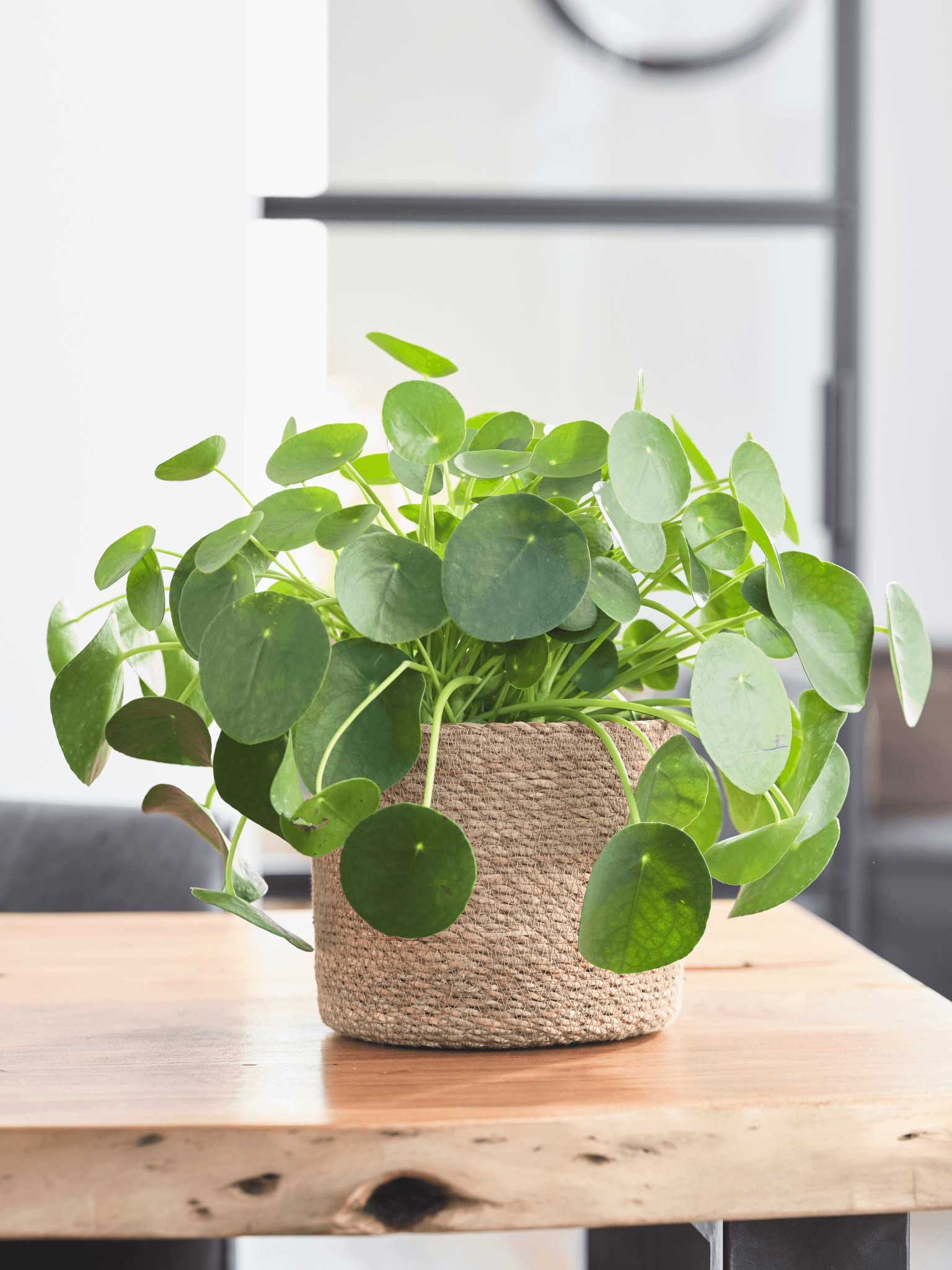Pilea Peperomioides, Chinese Money Plant, Pancake Plant, Easy Care, Pet Safe Houseplant