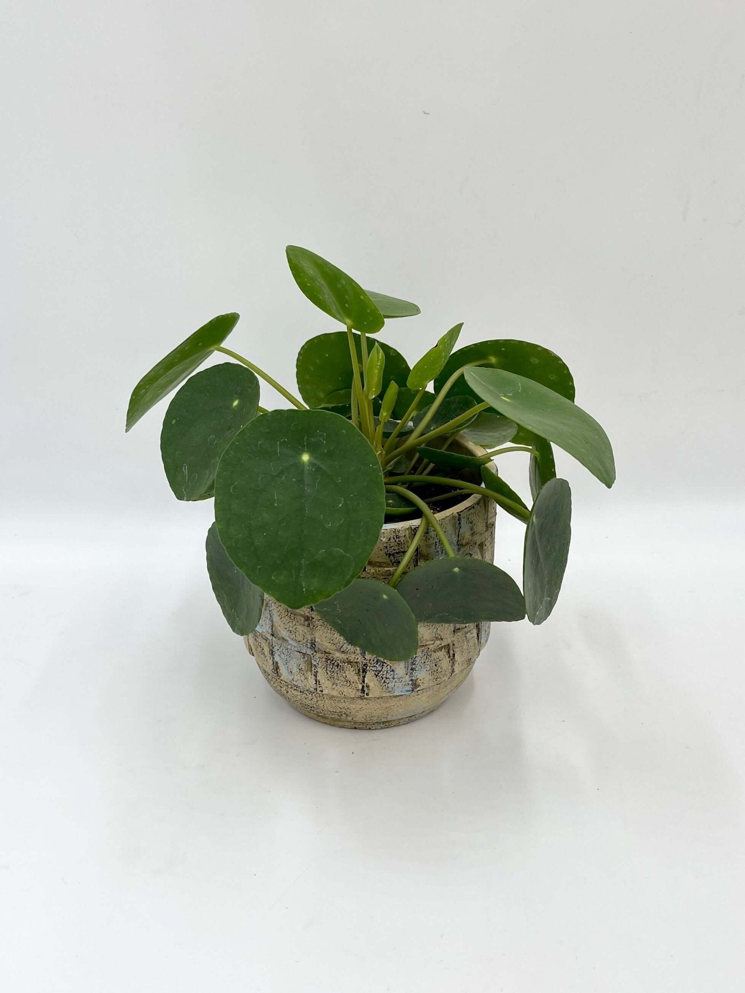 Pilea Peperomioides, Chinese Money Plant, Pancake Plant, Easy Care, Pet Safe Houseplant