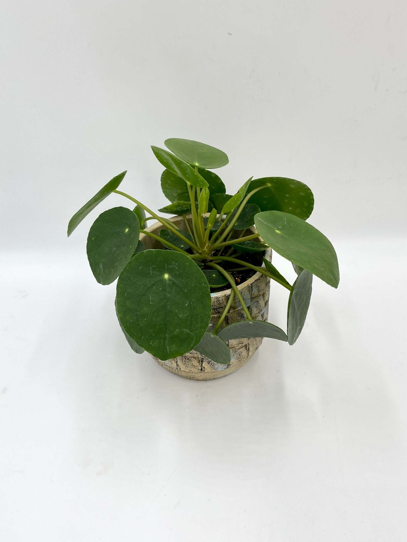 Pilea Peperomioides, Chinese Money Plant, Pancake Plant, Easy Care, Pet Safe Houseplant