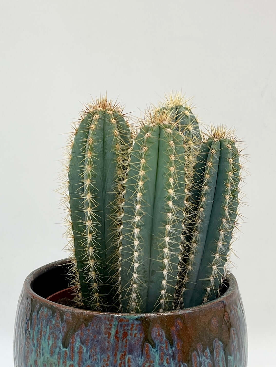 Pilocereus pachycladus azureus - Blue Columnar Cactus