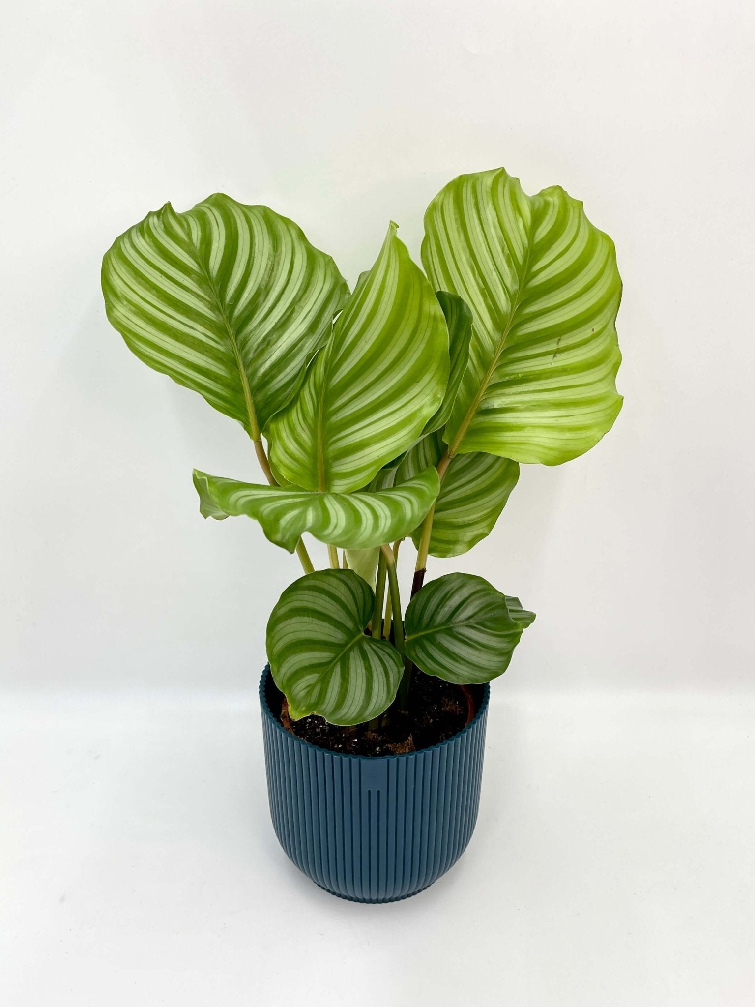 Calathea Orbifolia - Prayer Plant - Pet Safe Houseplant