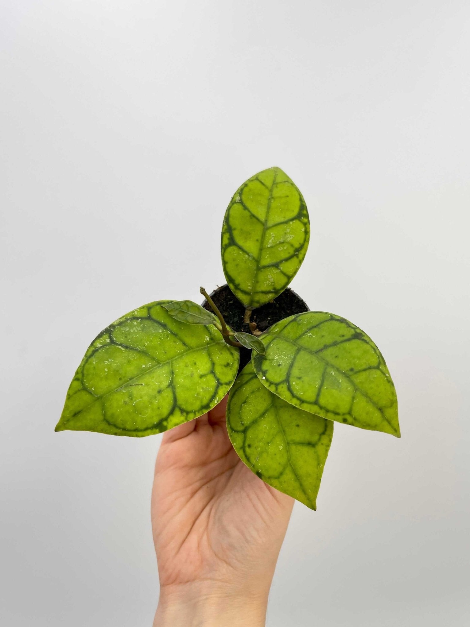 Hoya Callistophylla in Ceramic Pot | Rare, Pet-Safe Indoor Houseplant | Cute Gift