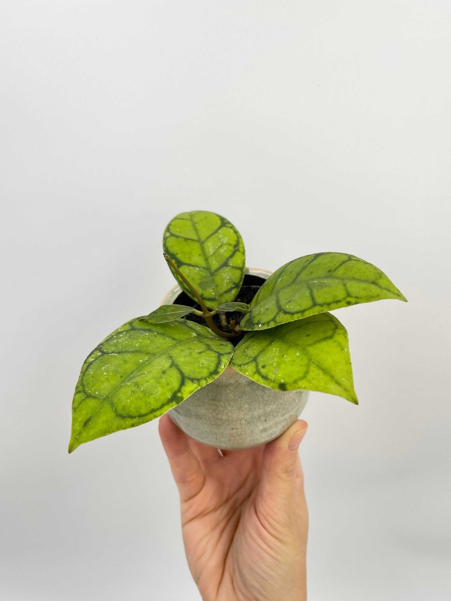 Hoya Callistophylla in Ceramic Pot | Rare, Pet-Safe Indoor Houseplant | Cute Gift