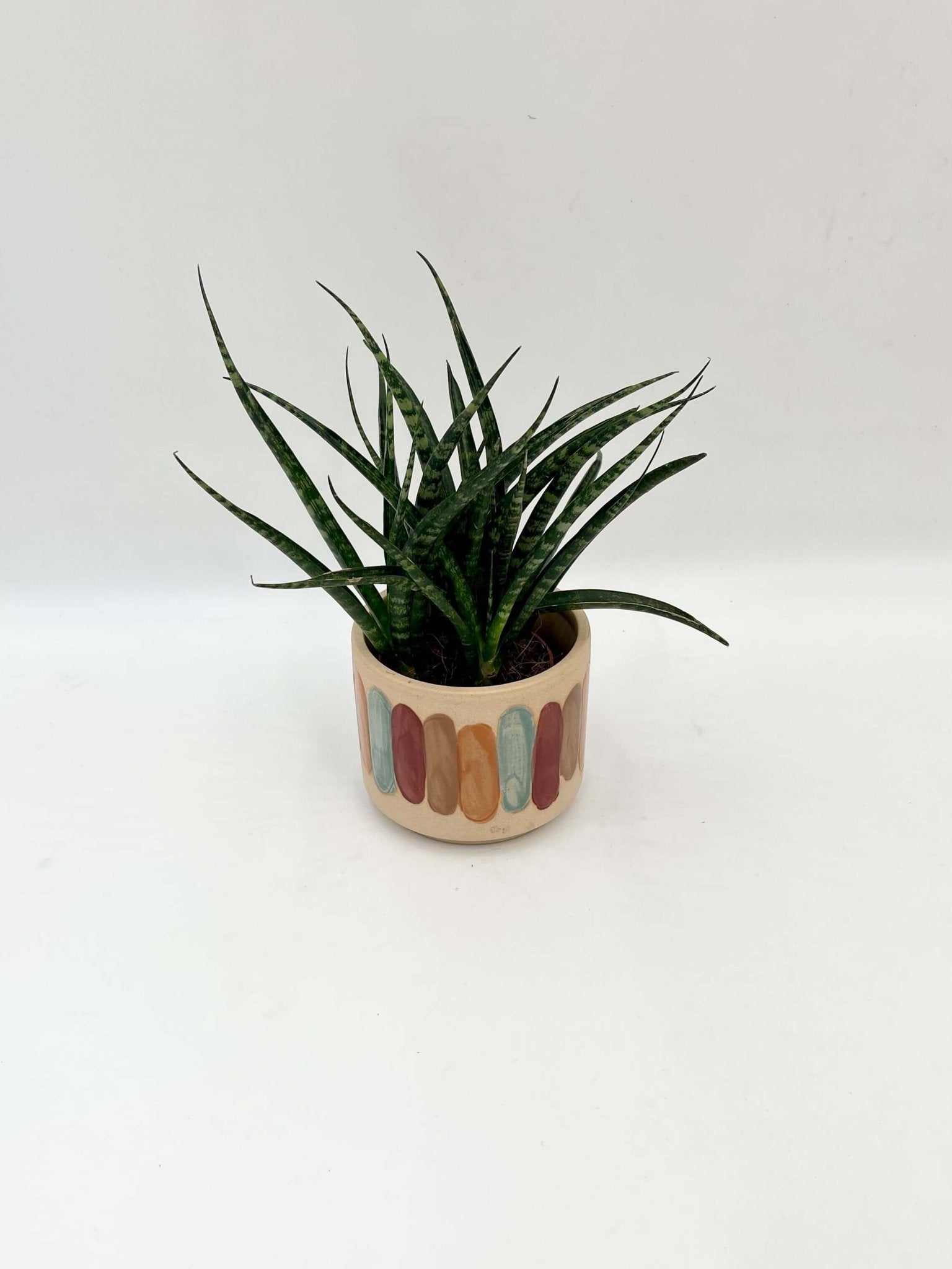 Sansevieria Fernwood Punk in Handmade Ceramic Pot | Snake Plant Gift | Air-Purifying Houseplant