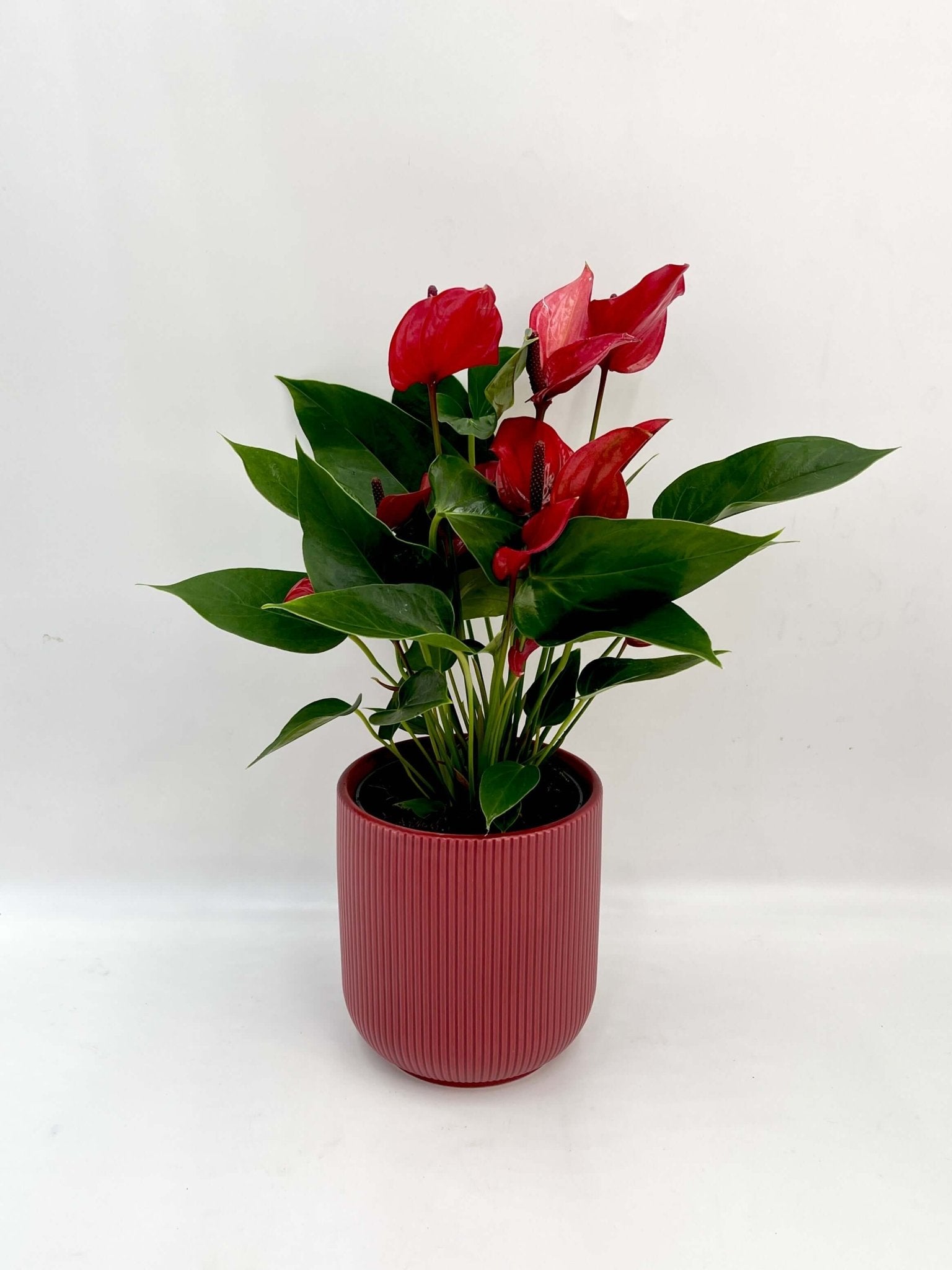 Plant gifts, Anthurium Lava, Red Flowering Plant in Red Pot