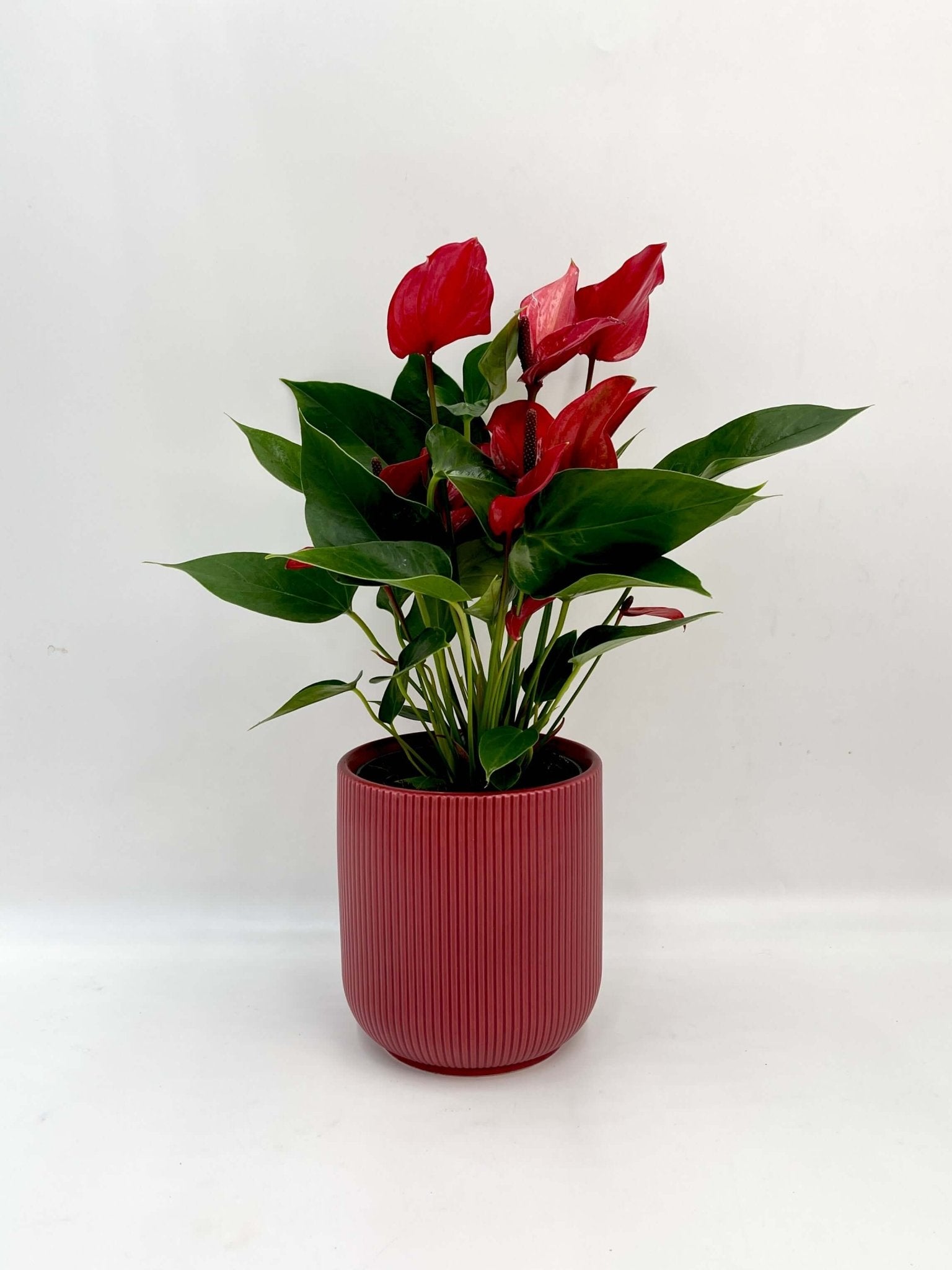 Plant gifts, Anthurium Lava, Red Flowering Plant in Red Pot