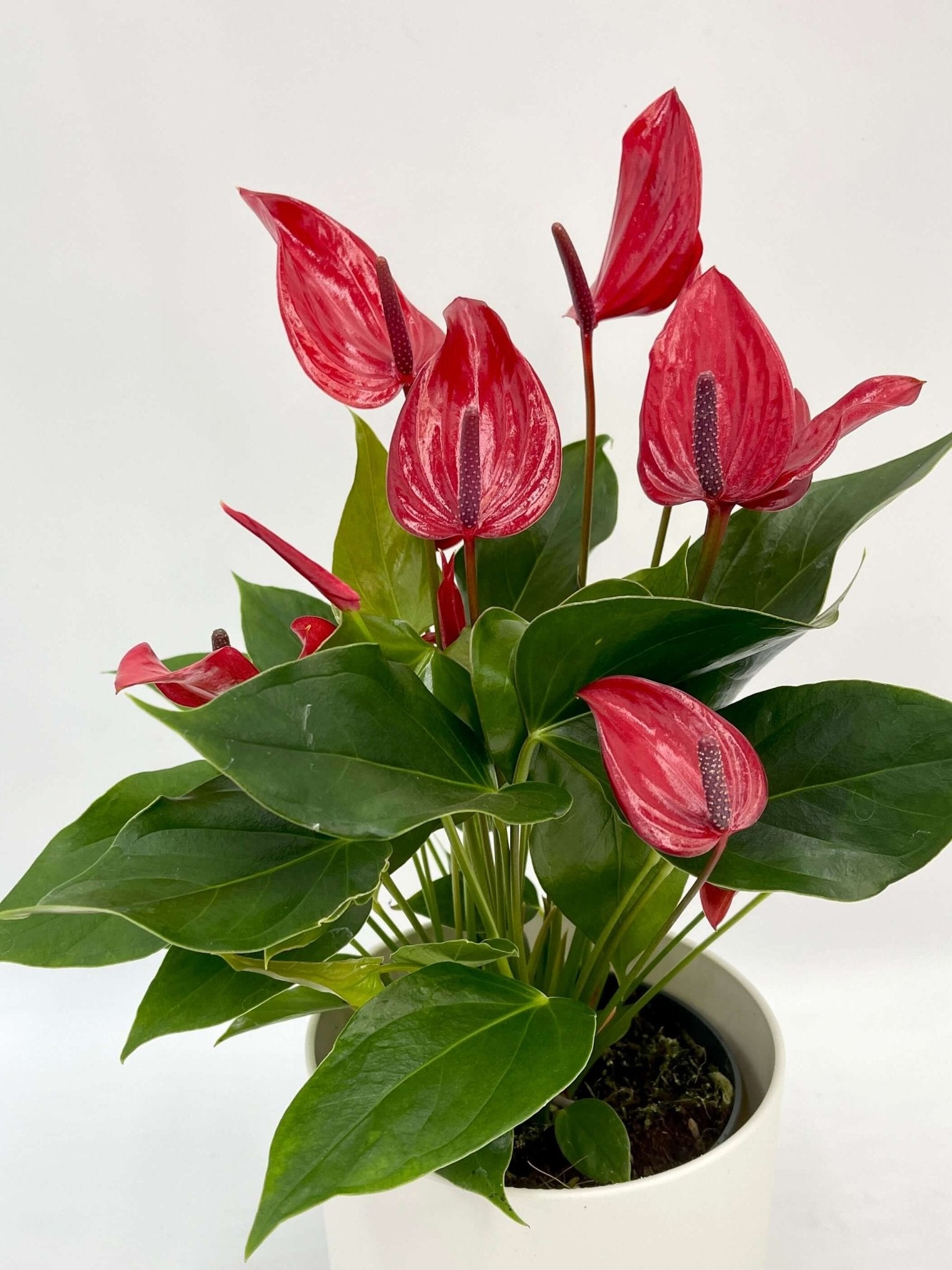 Anthurium Banderola Lava | Red Flowering Plant, Low Maintenance Plant