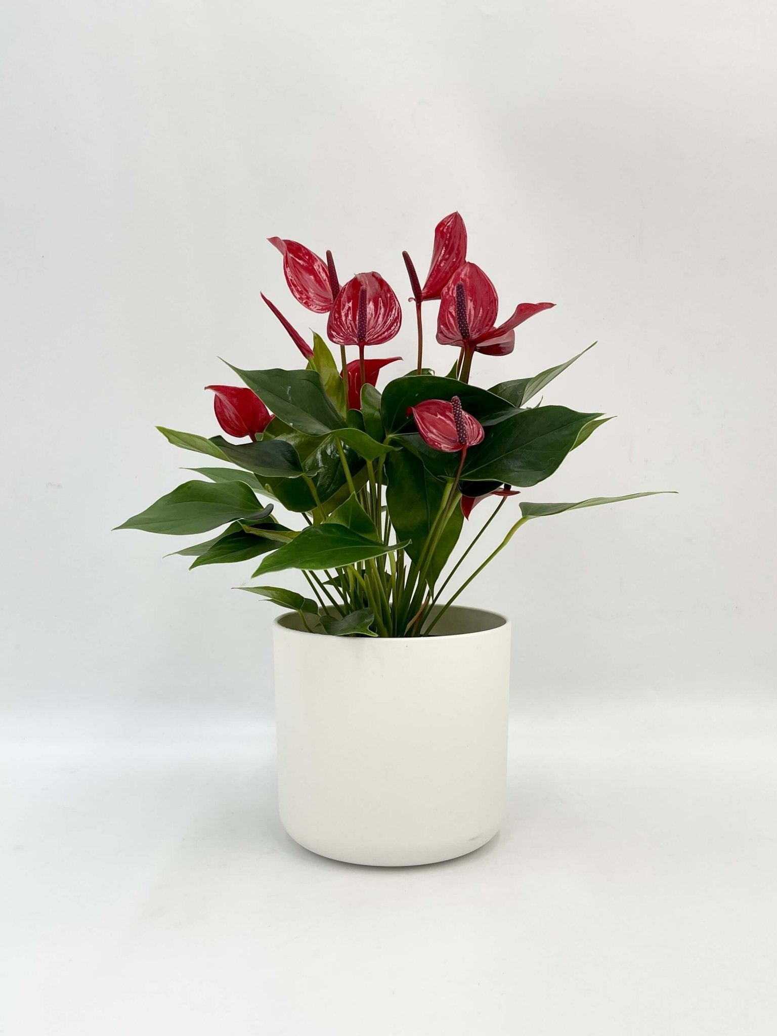 Anthurium Banderola Lava | Red Flowering Plant, Low Maintenance Plant