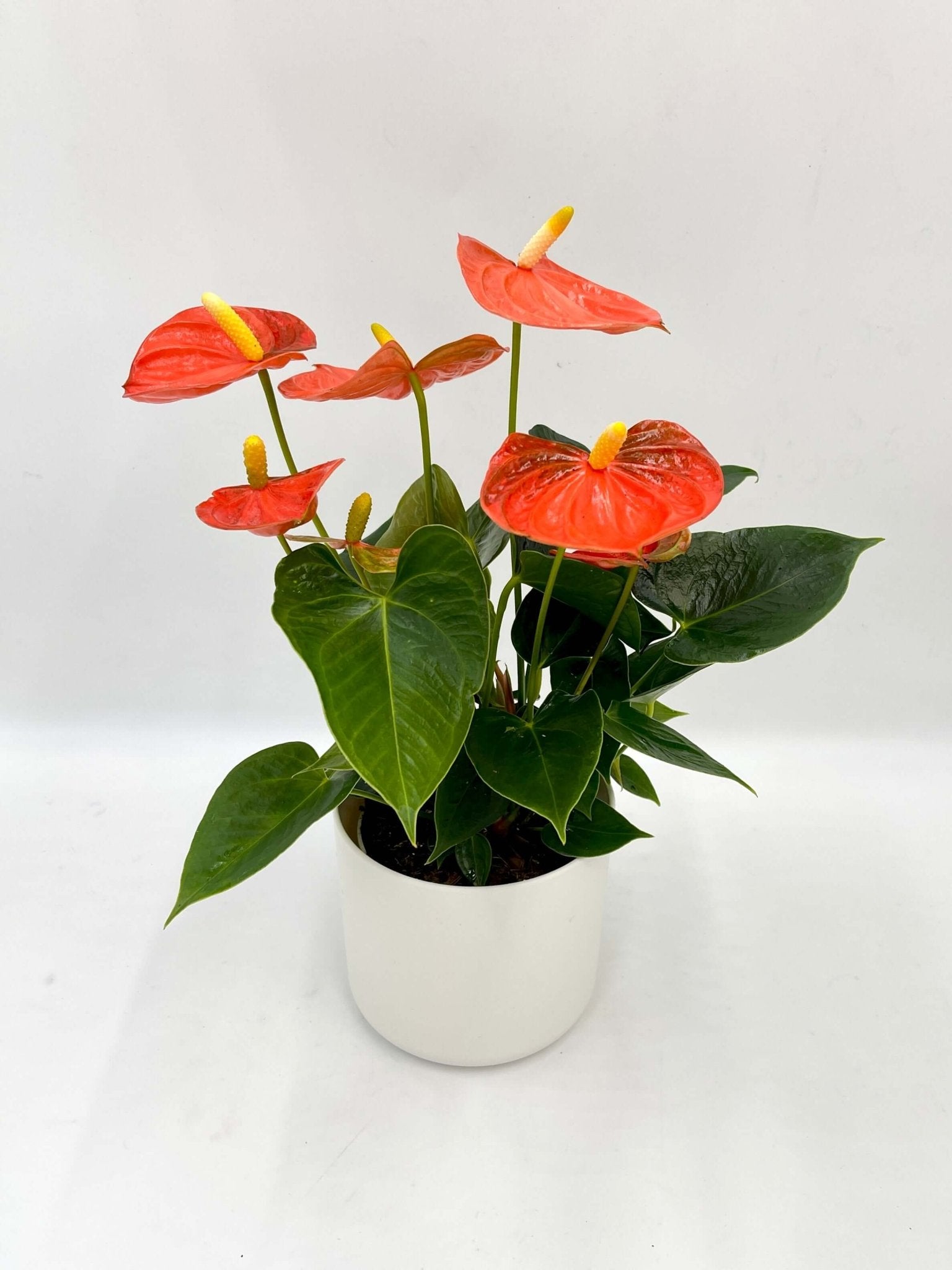 Anthurium Orange Champion, Houseplant with Bright Orange Flowers