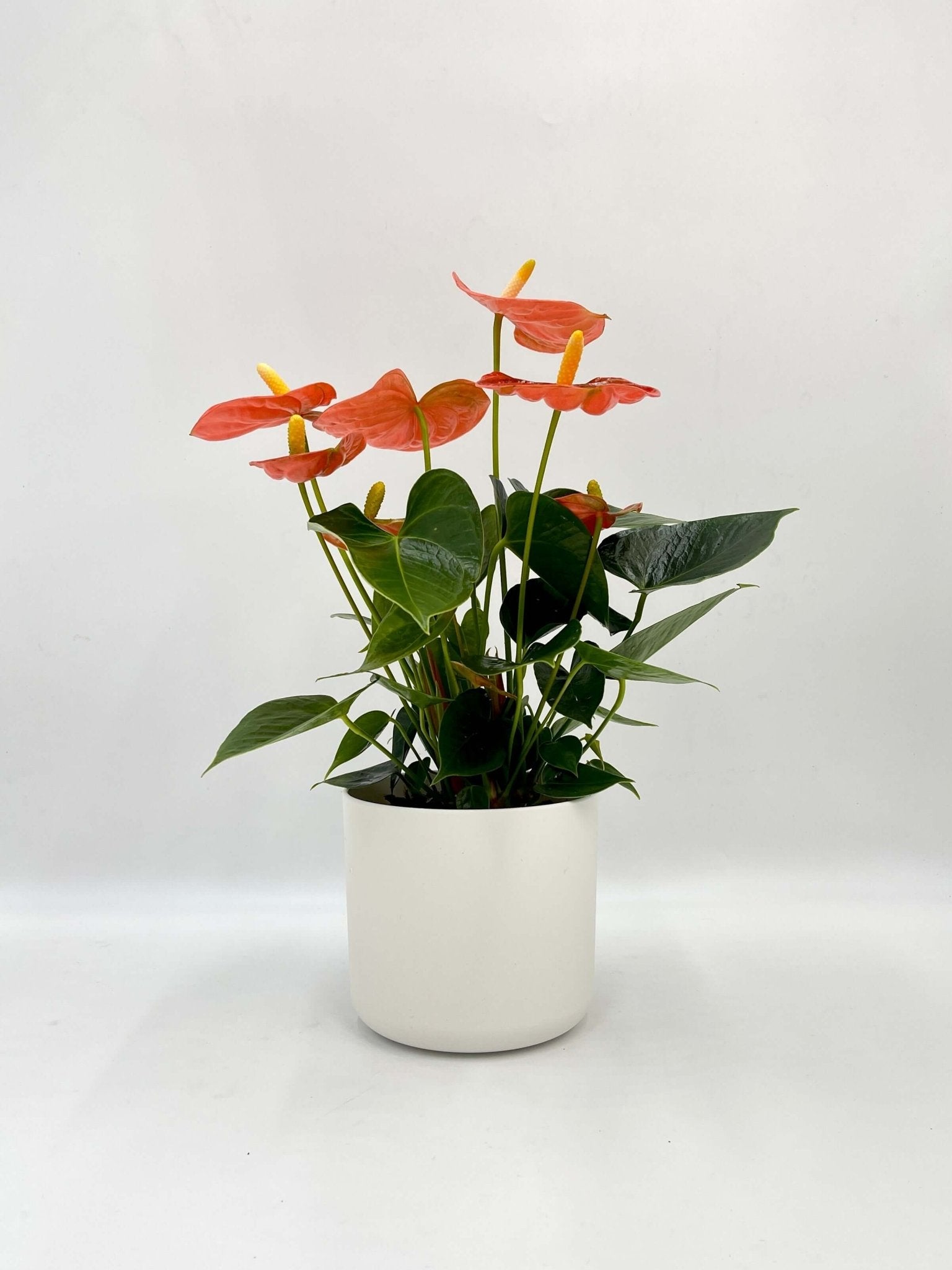 Anthurium Orange Champion, Houseplant with Bright Orange Flowers
