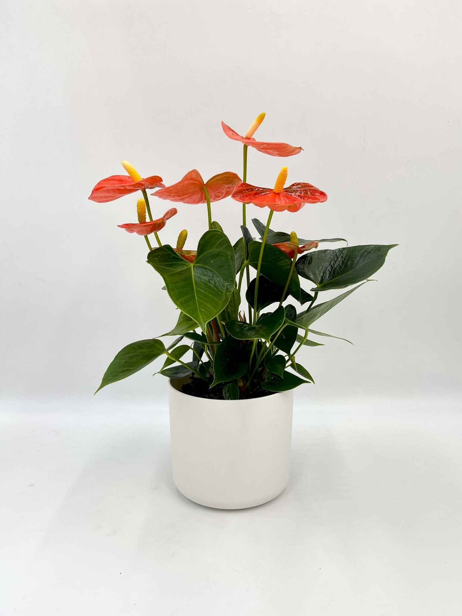 Anthurium Orange Champion, Houseplant with Bright Orange Flowers