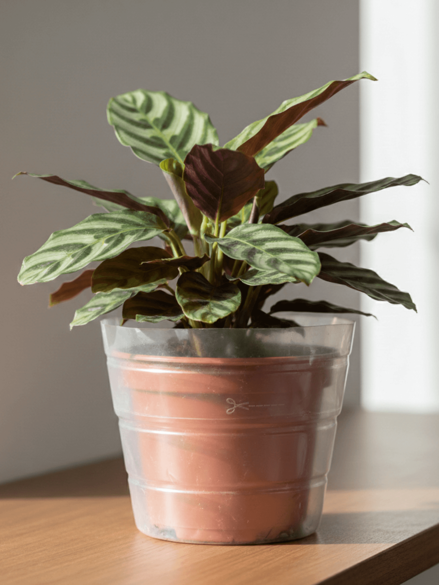 Plant Pot Liner - Plant Pot Protector