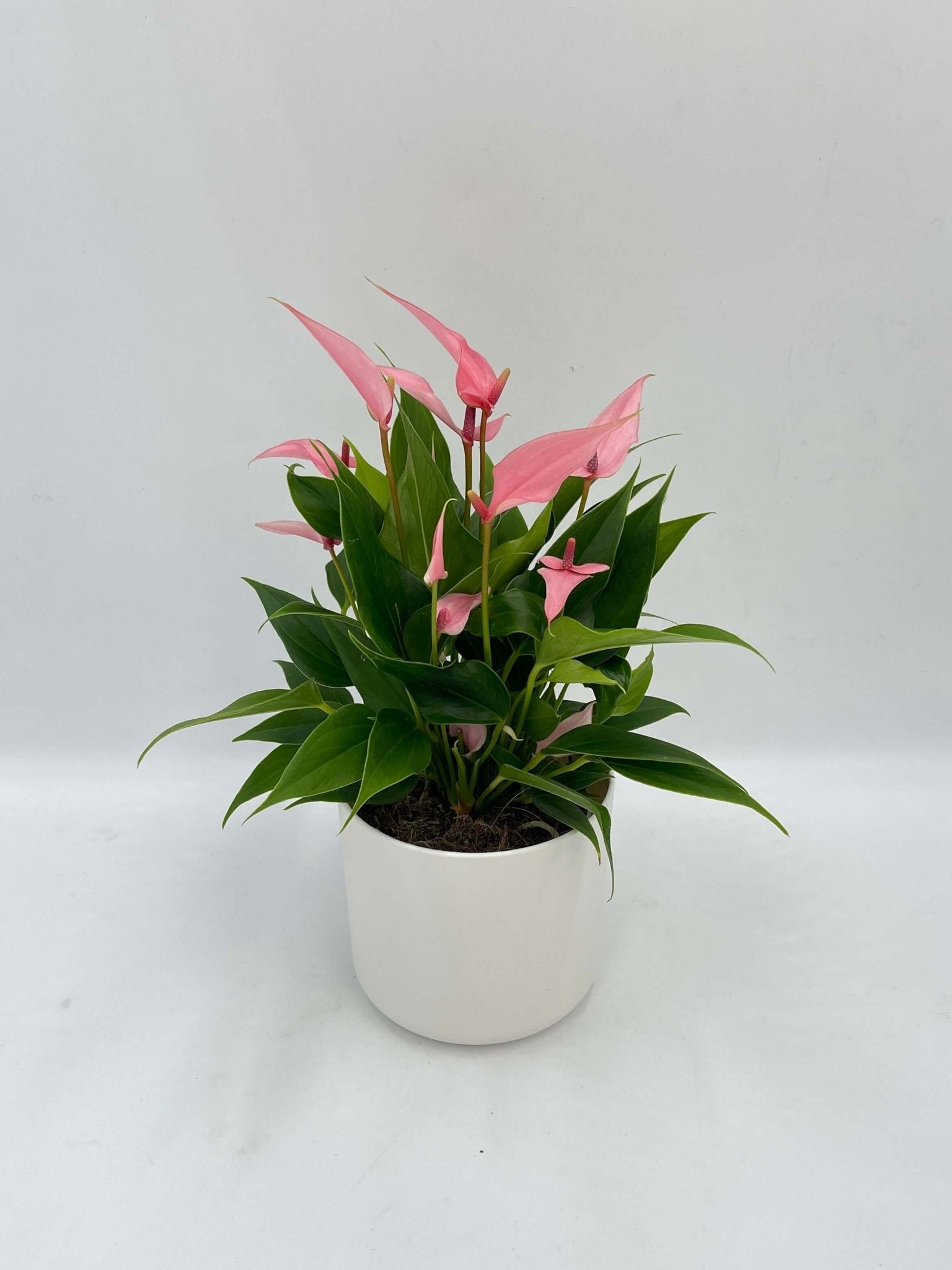 Anthurium Lili – Pink Flowering Houseplant in White Pot | Easy Care Gift Plant