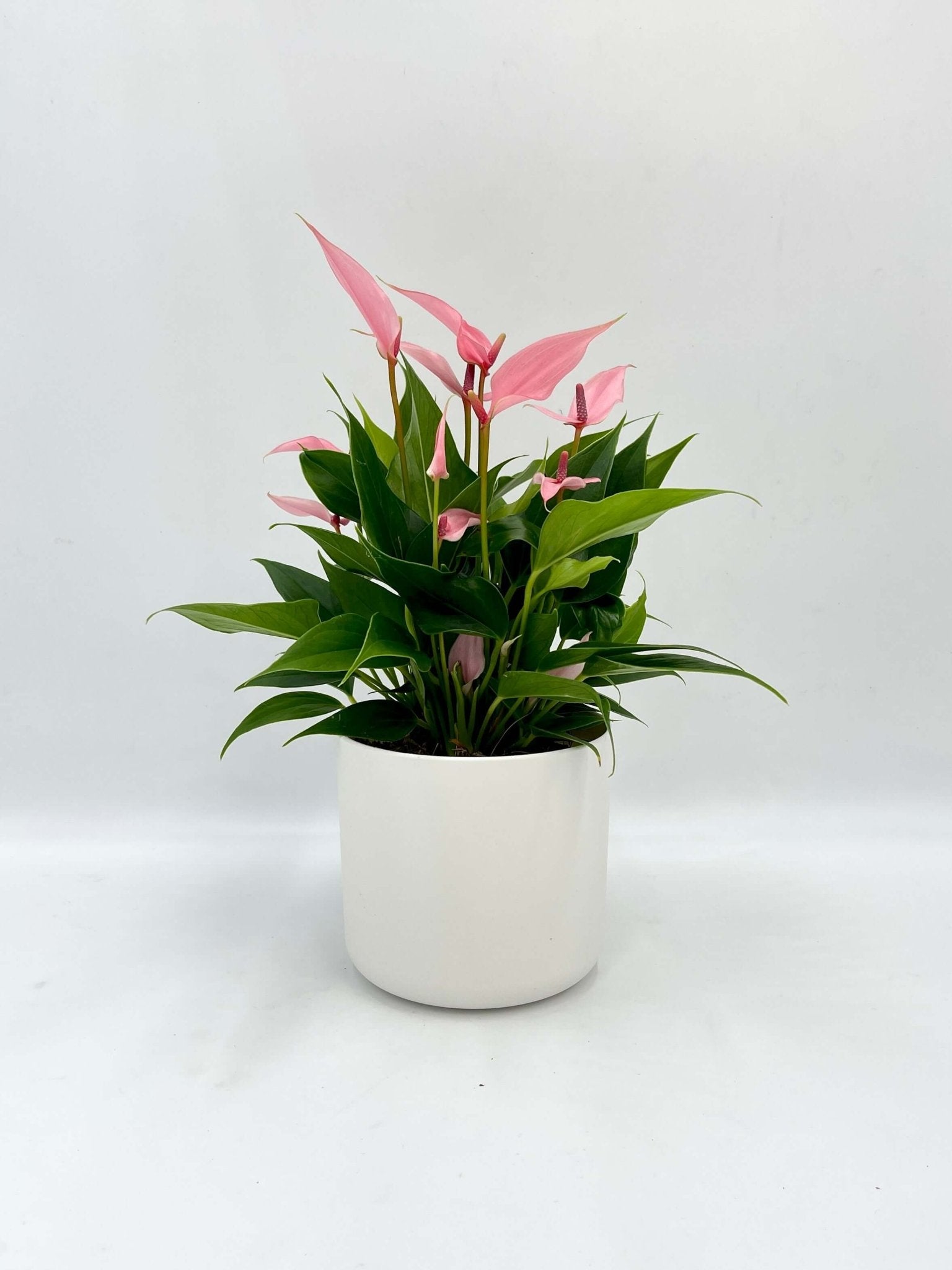 Anthurium Lili – Pink Flowering Houseplant in White Pot | Easy Care Gift Plant
