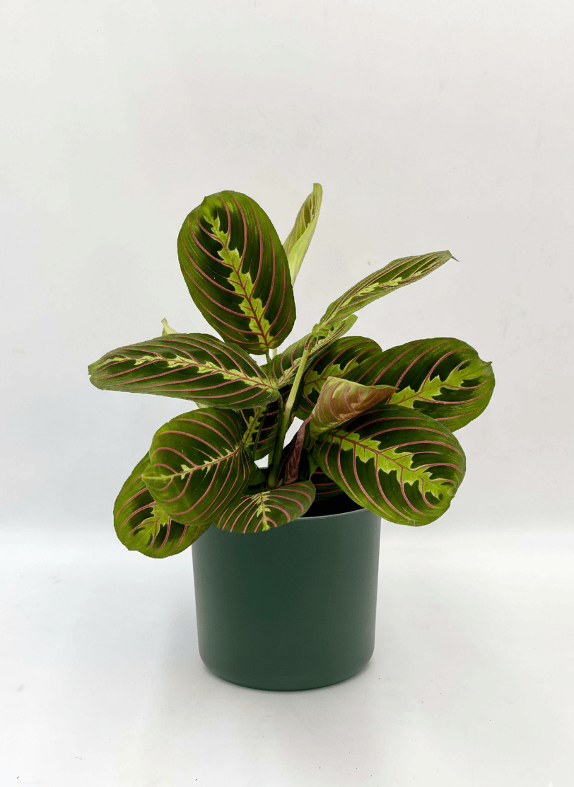 View details for Plant with pots, Maranta (Prayer Plant) in Green Pot, Gift Idea Plant with pots, Maranta (Prayer Plant) in Green Pot, Gift Idea
