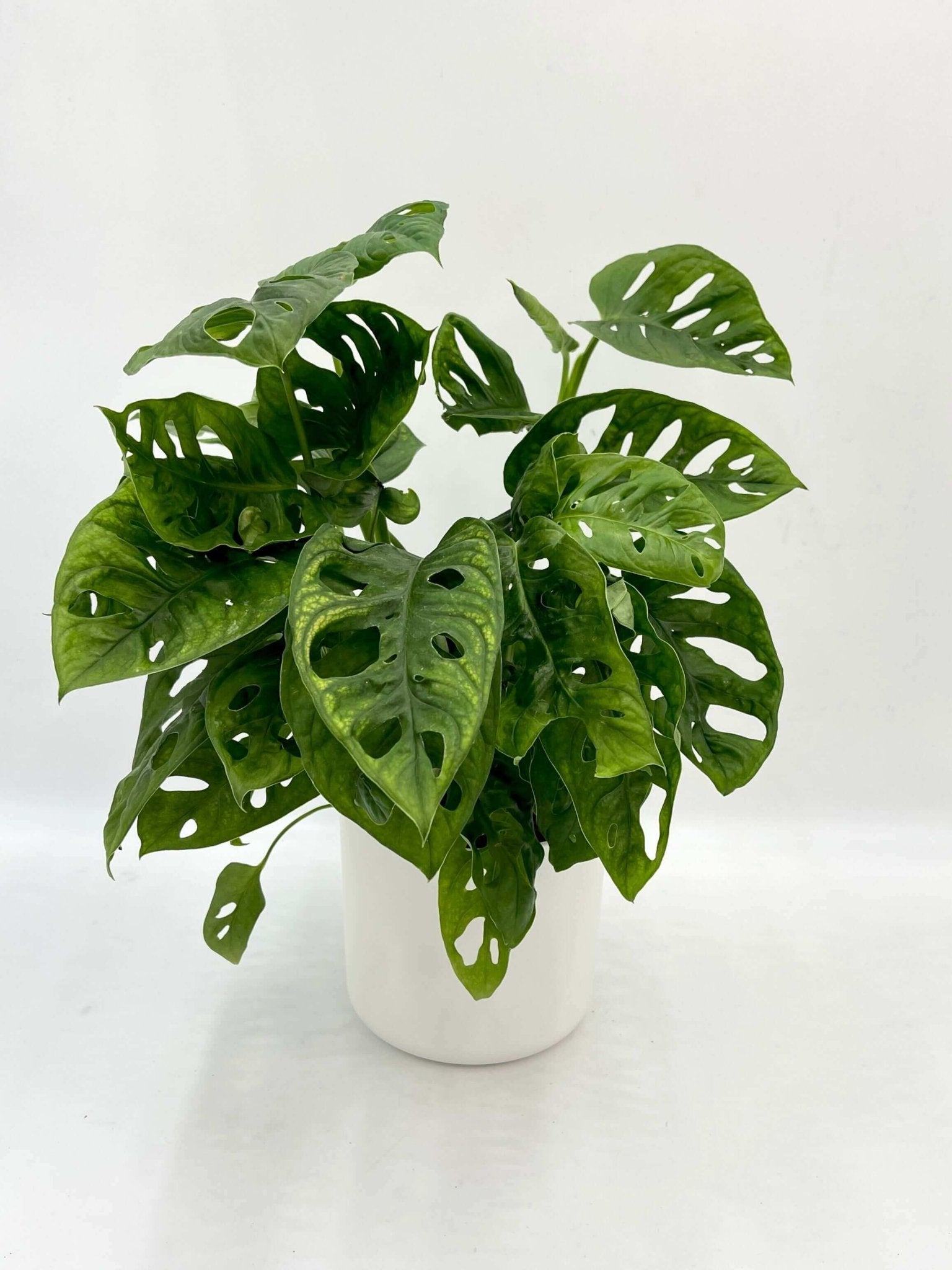 Monstera Monkey Mask in White Pot | Swiss Cheese Vine | Easy Indoor Plant Gift