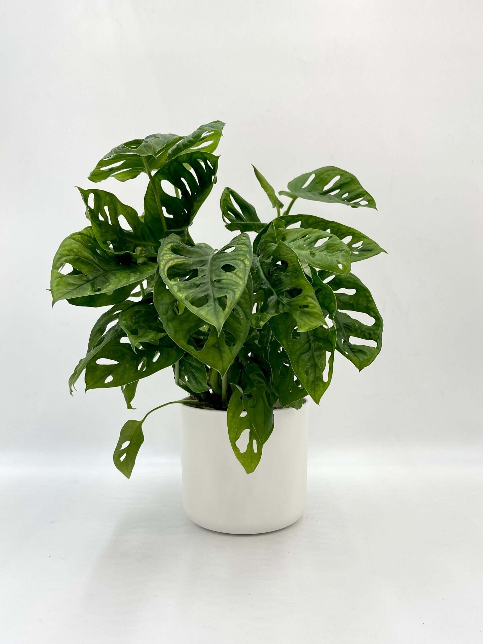 Monstera Monkey Mask in White Pot | Swiss Cheese Vine | Easy Indoor Plant Gift