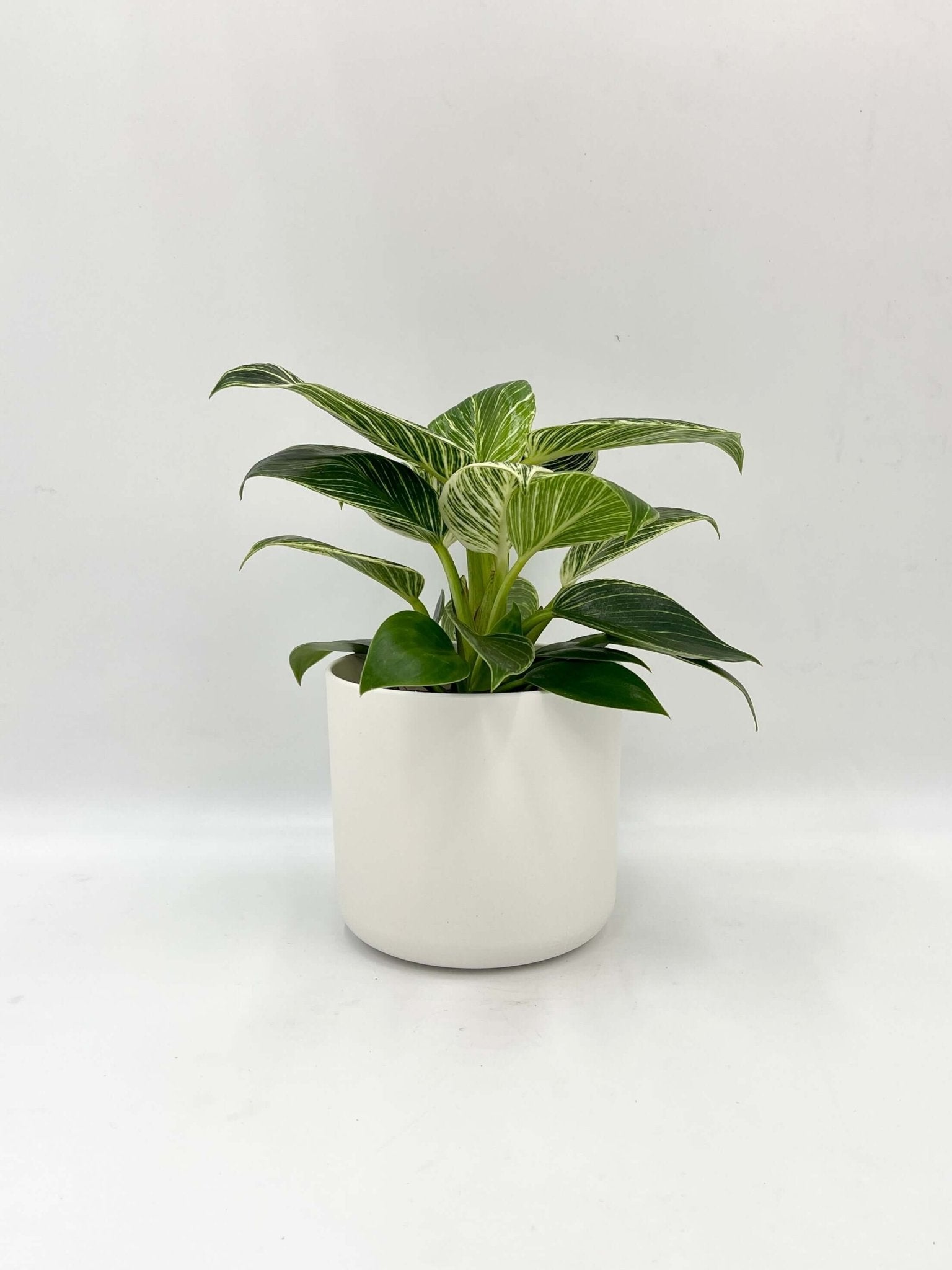 Plant with pots, Philodendron Birkin in White Pot, Houseplant Gift