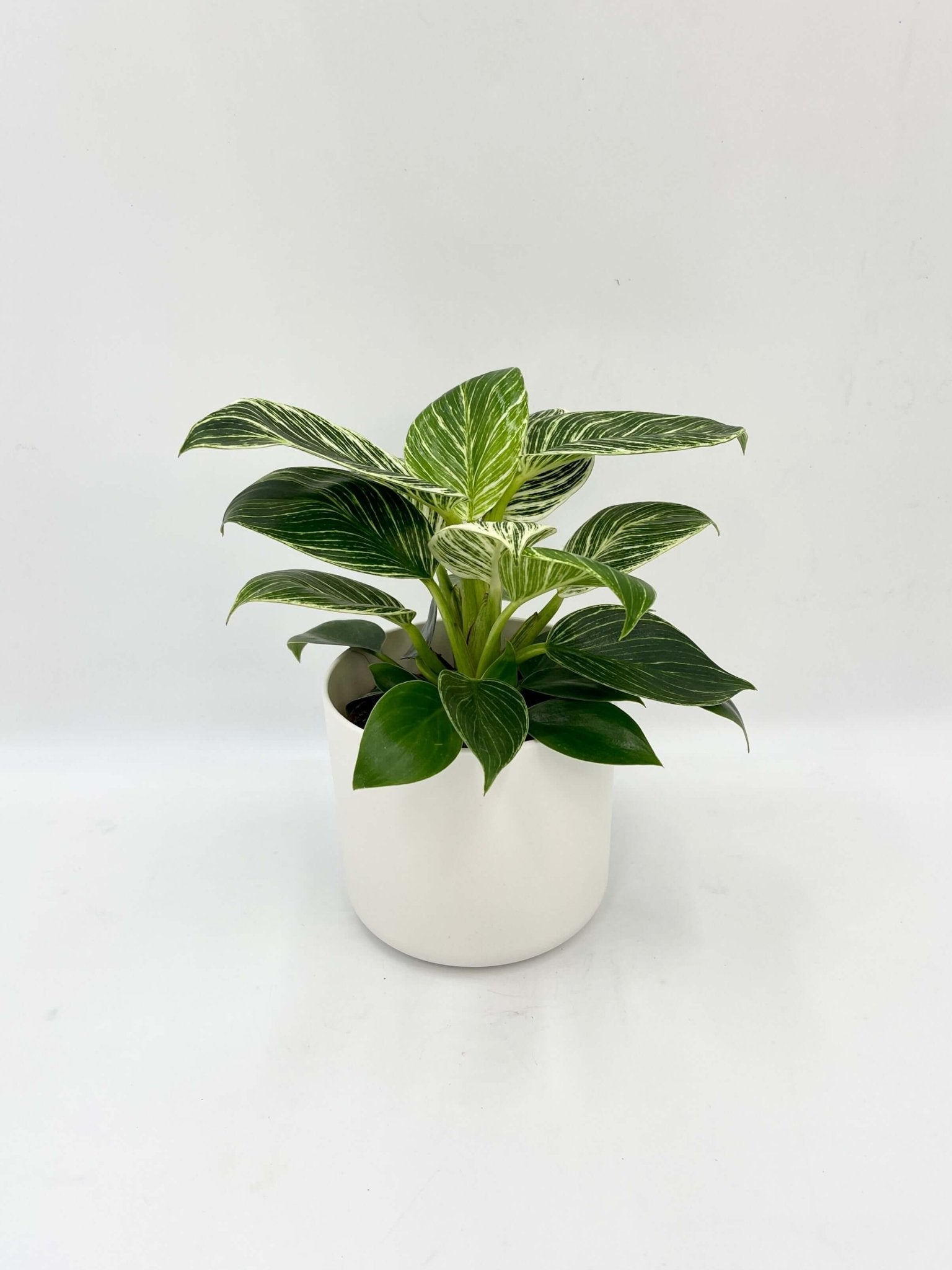 Plant with pots, Philodendron Birkin in White Pot, Houseplant Gift
